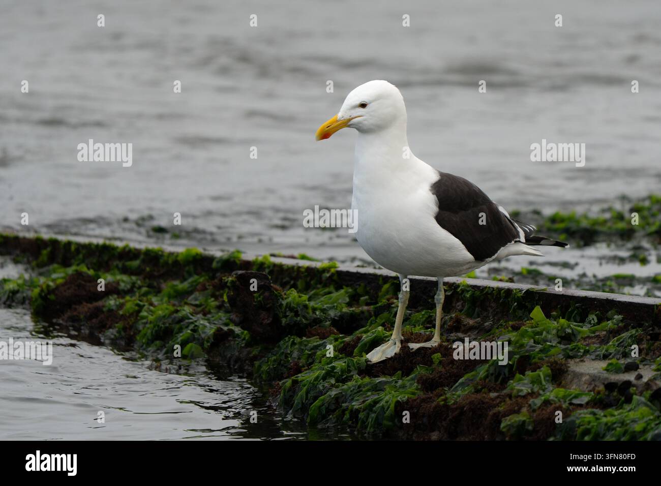 Möwenart oder Kapmöwe auf der Suche nach Nahrung in einer südafrikanischen Bucht, der Schnabel ist gelb mit einem roten Fleck und die Beine sind grünlich-gelb Stockfoto
