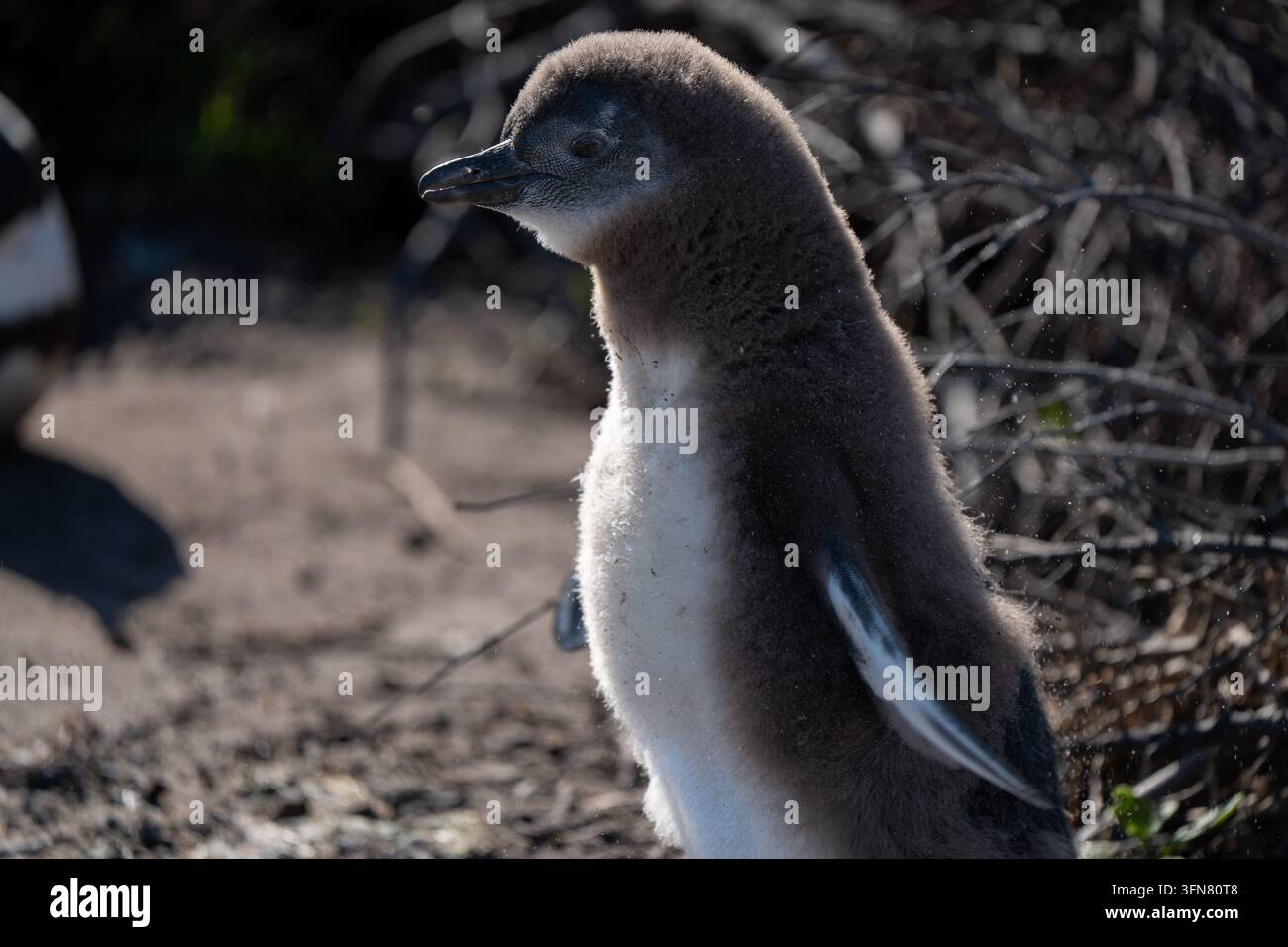 Babypinguin im Nest. Der Afrikanische Pinguin, auch bekannt als Kapproß oder Südafrikanischer Pinguin, Mauser sichtbar Stockfoto