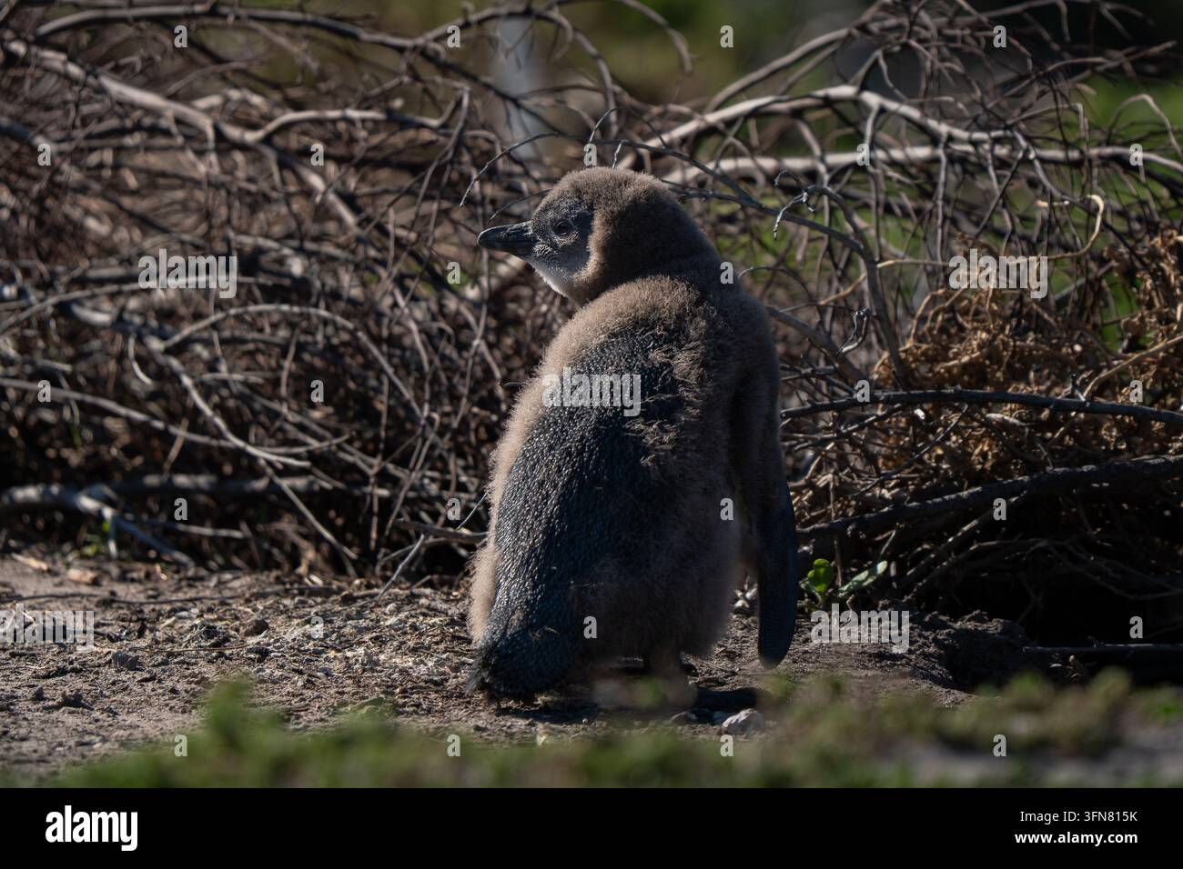 Babypinguin im Nest. Der Afrikanische Pinguin, auch bekannt als Kapproß oder Südafrikanischer Pinguin, Mauser sichtbar Stockfoto