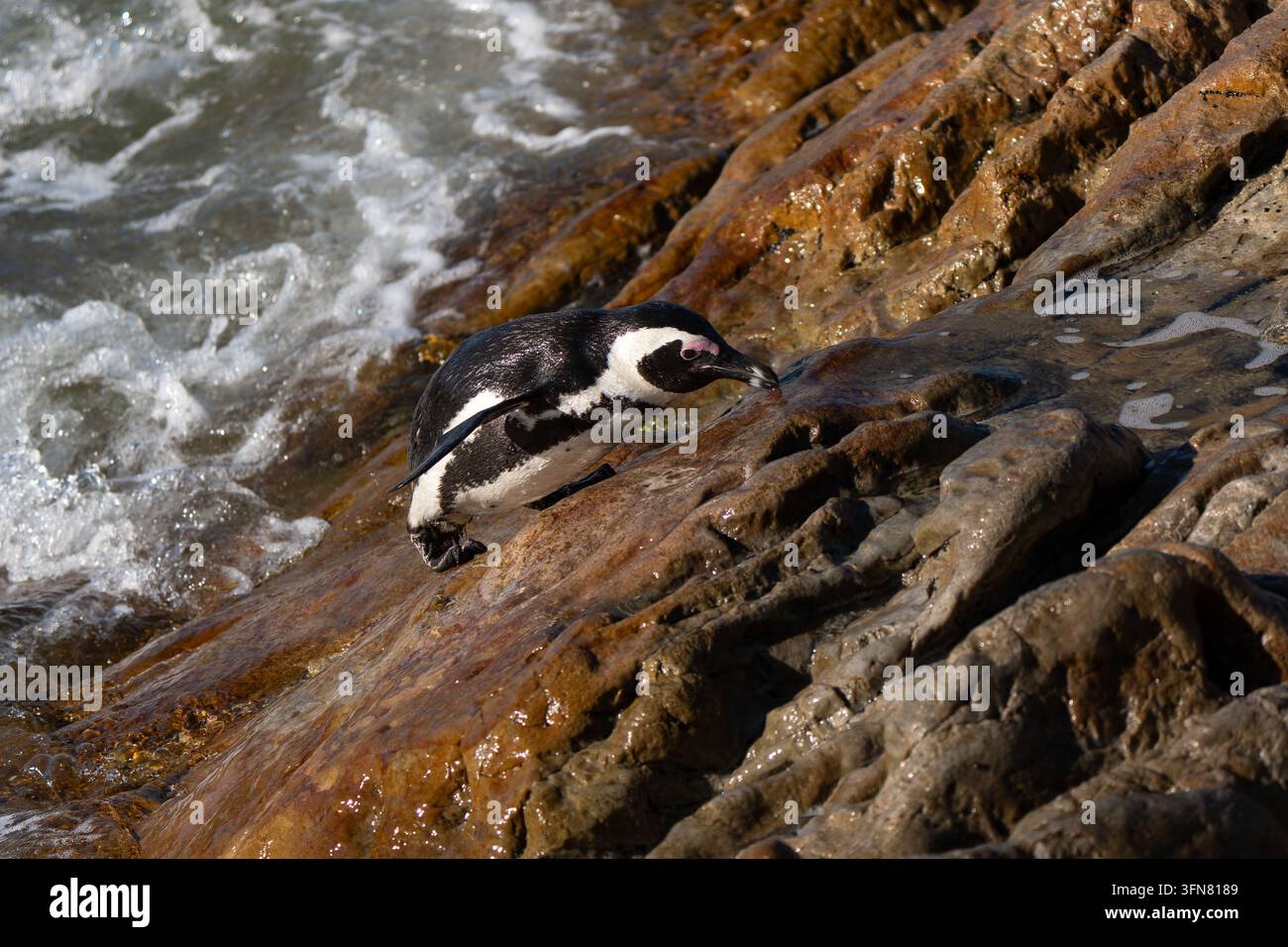 Pinguin, der aus dem Wasser springt. Der Afrikanische Pinguin, auch bekannt als Kap- oder Südafrikanischer Pinguin, ist auf die Gewässer im Süden Afrikas beschränkt Stockfoto