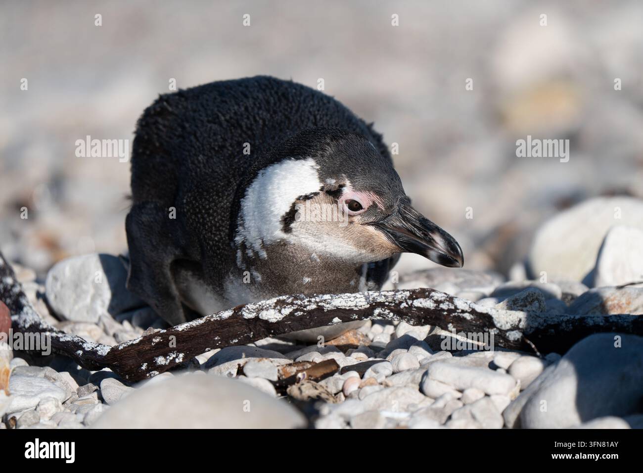 Porträt eines Pinguins vor dem Ozean, Profilansicht. Der Afrikanische Pinguin, auch bekannt als Kap- oder Südafrikanischer Pinguin Stockfoto