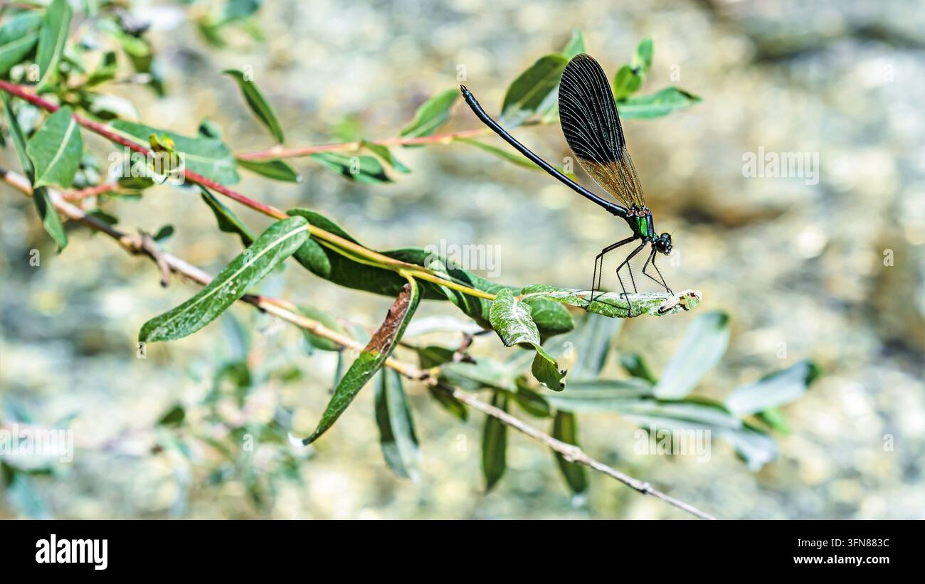 Libellen, ein fliegendes Insekt der Unterordnung Zygoptera innerhalb der Ordnung Odonata, Makro-Nahaufnahme vor unscharfem Fluss Ende Juli in den italienischen Apenninen Stockfoto