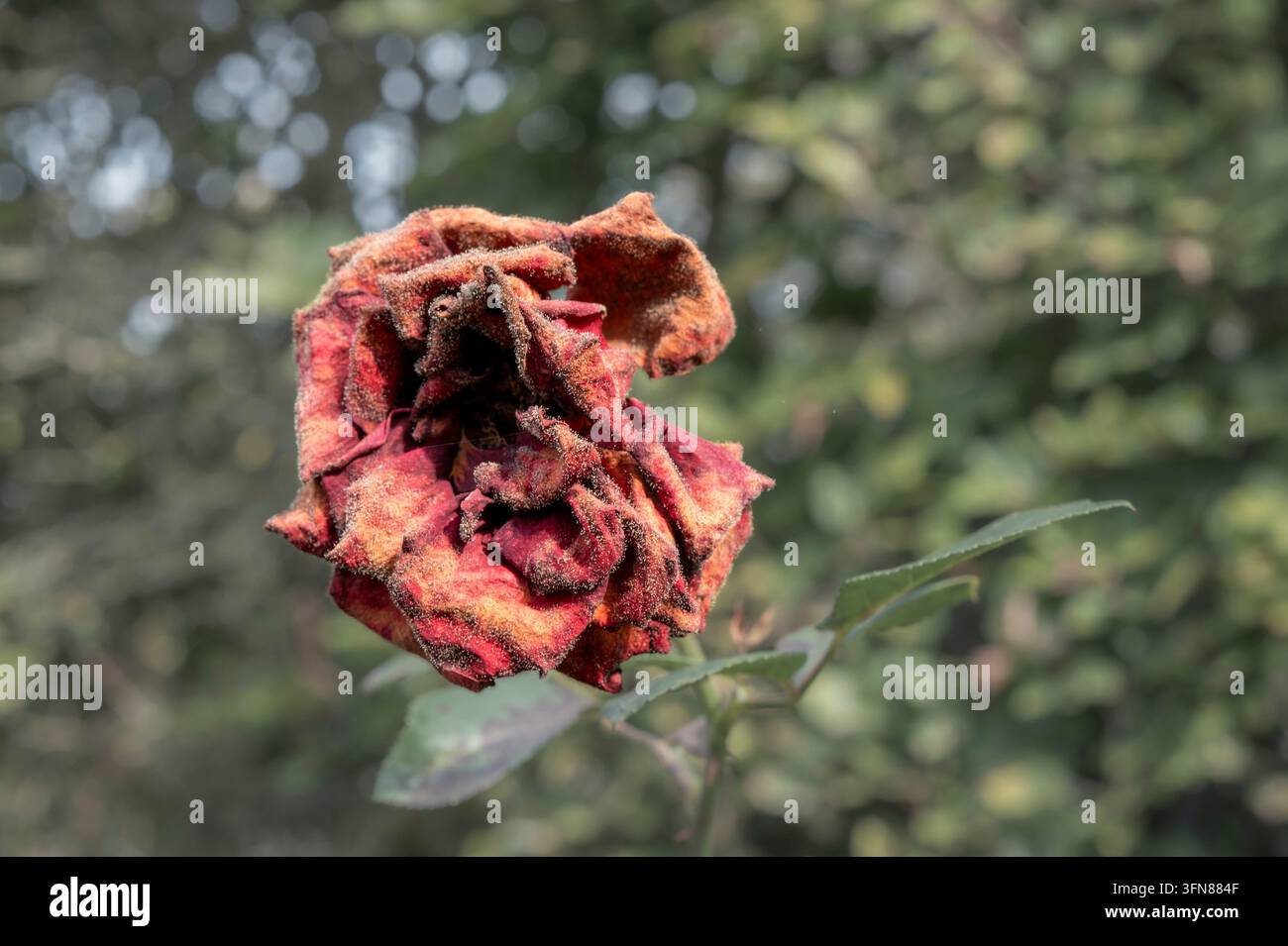 Eine getrocknete Rose erscheint mit zerknitterten Blütenblättern und verblassten Farben. Sie steht allein an einem Stiel mit grünen Blättern vor einem verschwommenen Hintergrund aus Grün Stockfoto