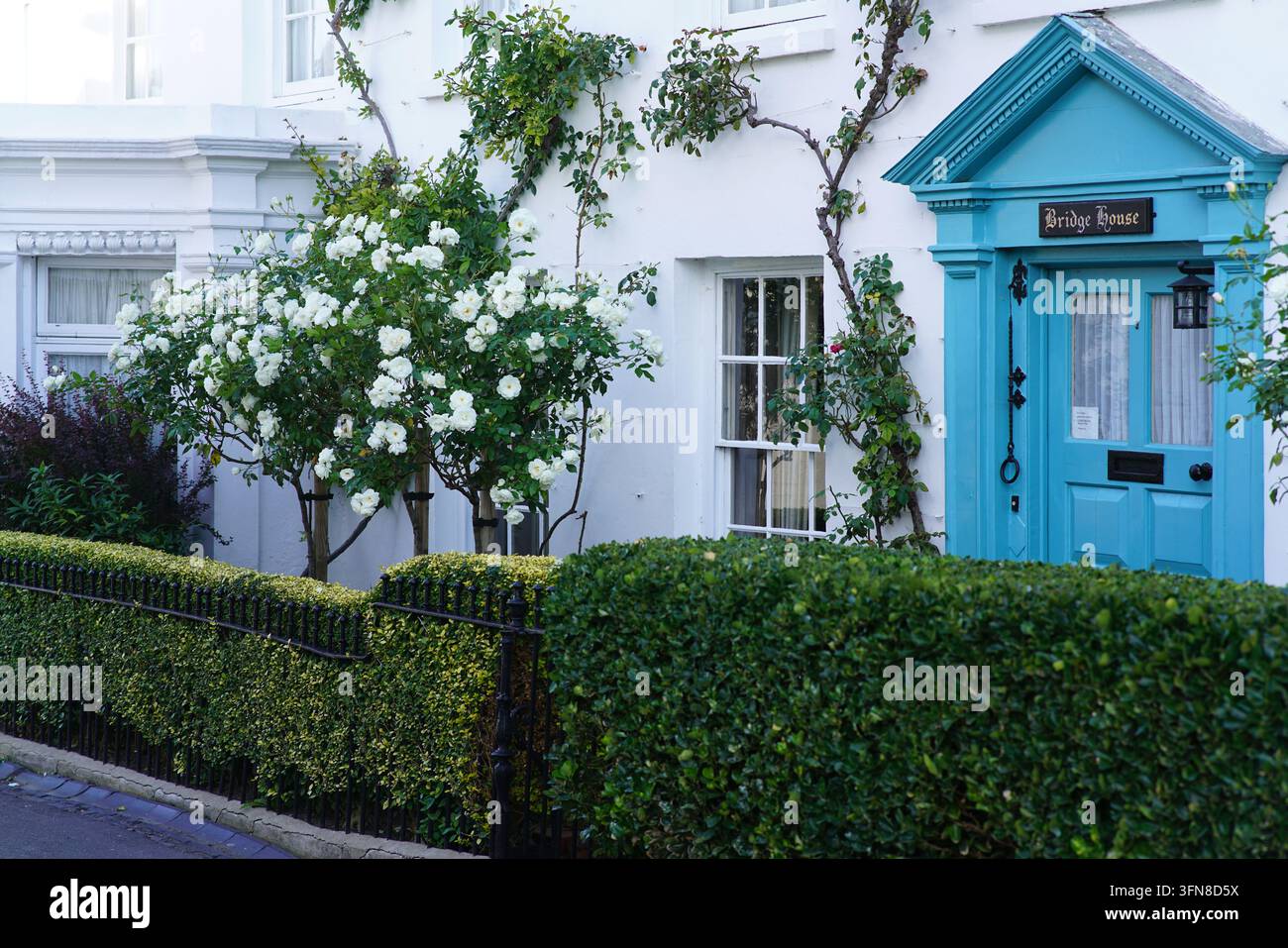 Türkisblaue Tür des Bridge House hinter einer Rosenhecke in Lewes, England. Stockfoto