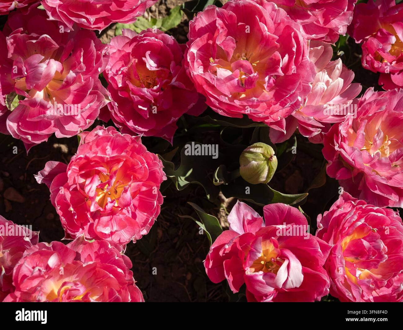 Nahaufnahme von lebendigen rosa Tulpen, die in einem Frühlingsgarten im sanften natürlichen Licht blühen Stockfoto