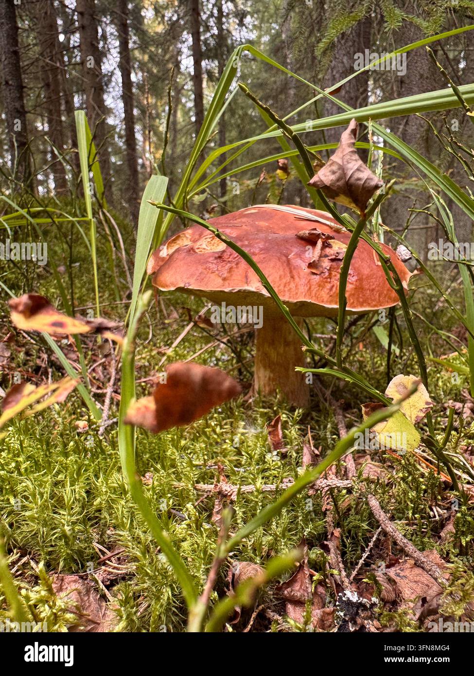 Großer Wulstpilz auf einem moosigen Waldboden Stockfoto