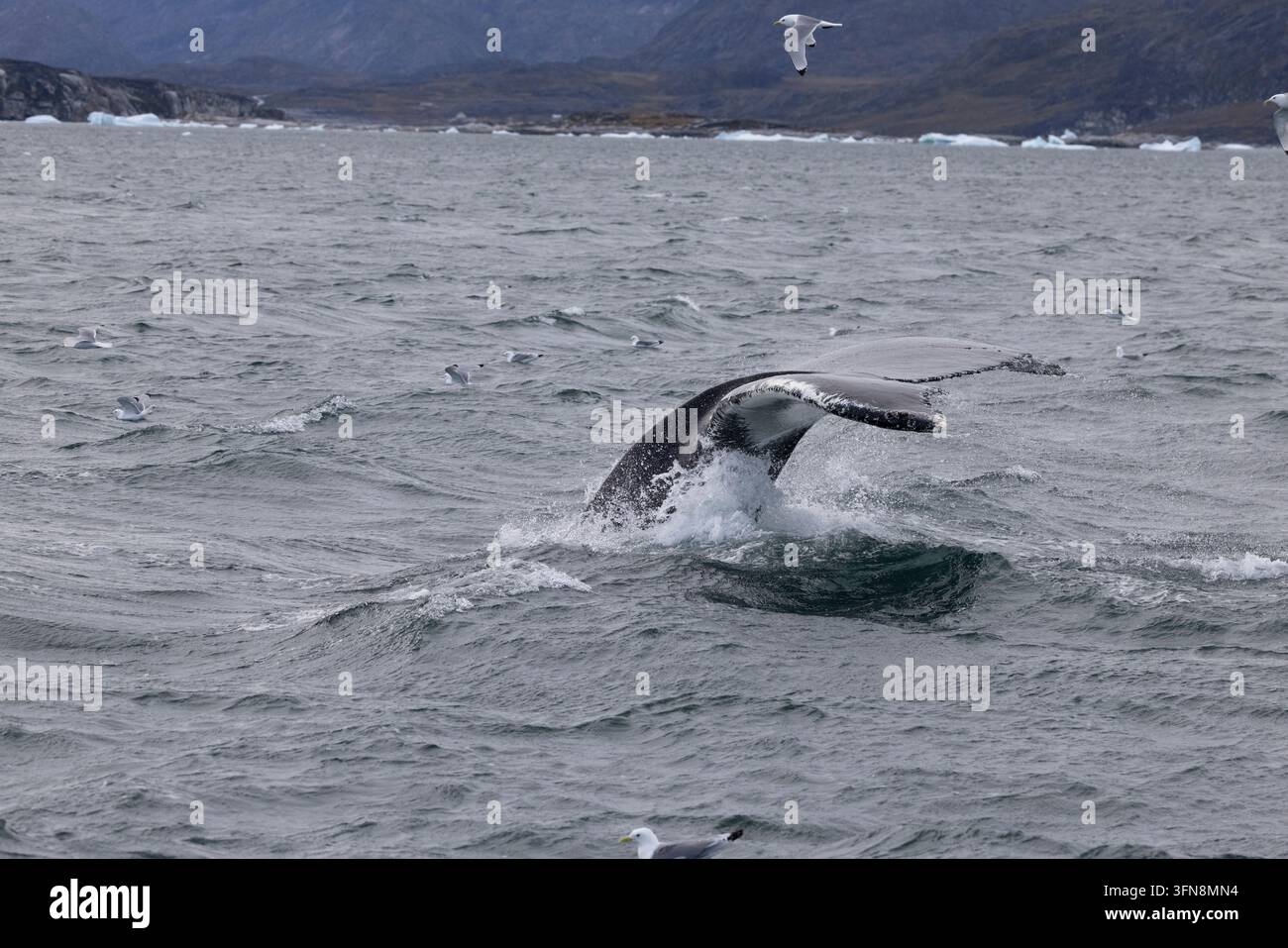 Walflossenschwanz verschwindet im kalten Ozean Stockfoto
