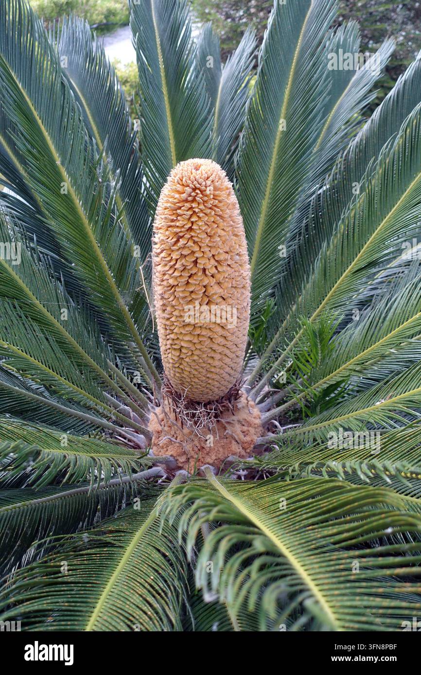 Der große zentrale männliche Pollenzapfen einer Japanischen Sagopalme (Cycas Revoluta), die in einem griechischen Landgarten in Katelios, Kefalonia, Griechenland, EU, wächst Stockfoto