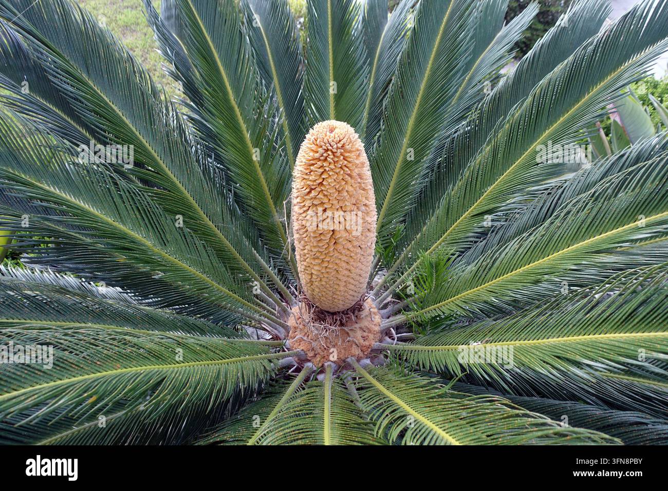 Der große zentrale männliche Pollenzapfen einer Japanischen Sagopalme (Cycas Revoluta), die in einem griechischen Landgarten in Katelios, Kefalonia, Griechenland, EU, wächst Stockfoto
