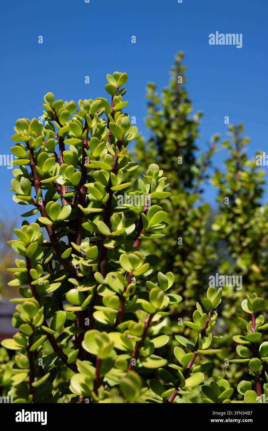 Aufrechter Wuchs von Spekboom (Portulacaria afra), oder Elefantenbusch, mit abgerundeten sukkulenten grünen Blättern und rötlichen Stängeln in seinem natürlichen Südafrikas Stockfoto