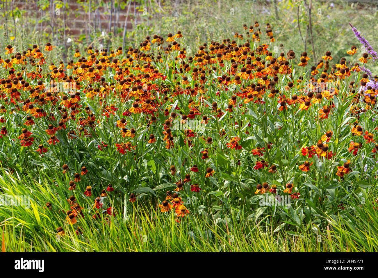 Eine dichte Bepflanzung von Helenium (Schnupfwurz), mit orangefarbenen, roten und gelben gänseblümchenähnlichen Blüten, die auffällige braune Zentren über grünem Laub umgeben. Stockfoto