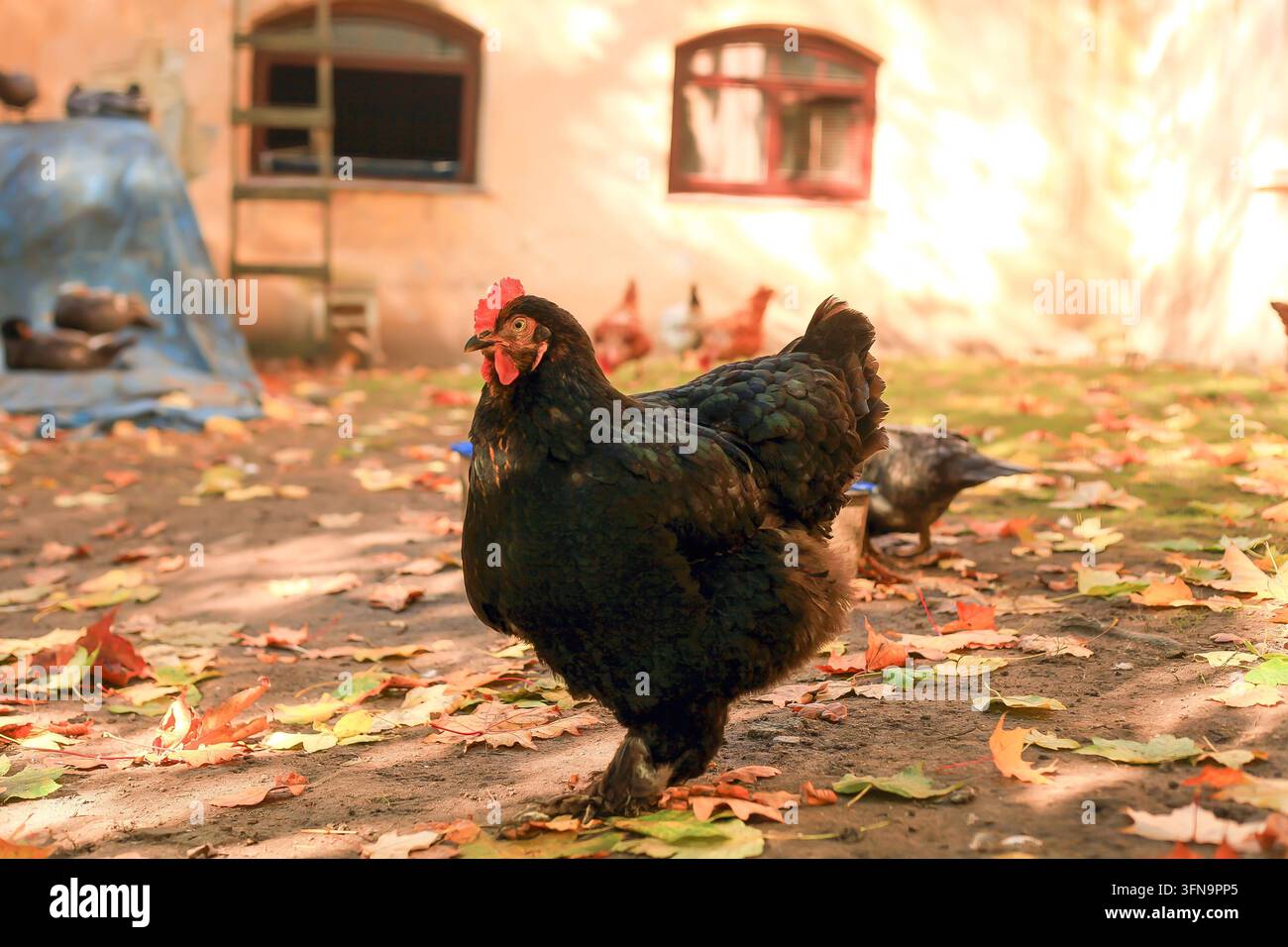 Schwarze Cochin-Henne läuft über einen herbstlichen Geflügelhof. Zwerghuhn frisst auf der Freilandhaltung in einem Sommergarten in der Nähe des Hühnerstalls im Herbstdorf. Brahma-Küken grasen. D Stockfoto