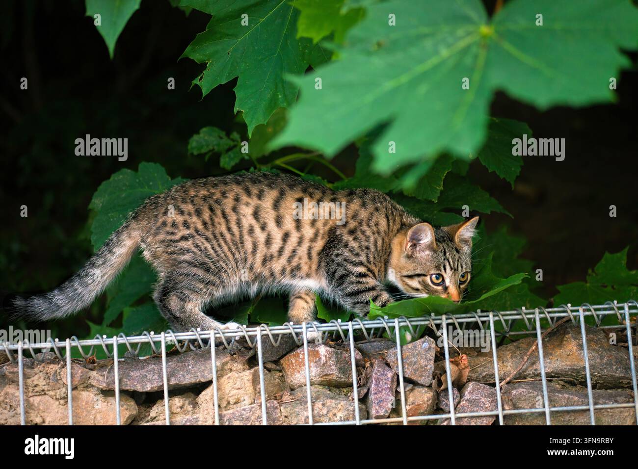 Tabby-Kätzchen jagt und schnüffelt im Laub. Gestreiftes Tabby-Kätzchen schleicht und jagt und schnüffelt in einem üppigen Sommergarten. Kleine süße Katze, nahe am Boden, aktiv Stockfoto