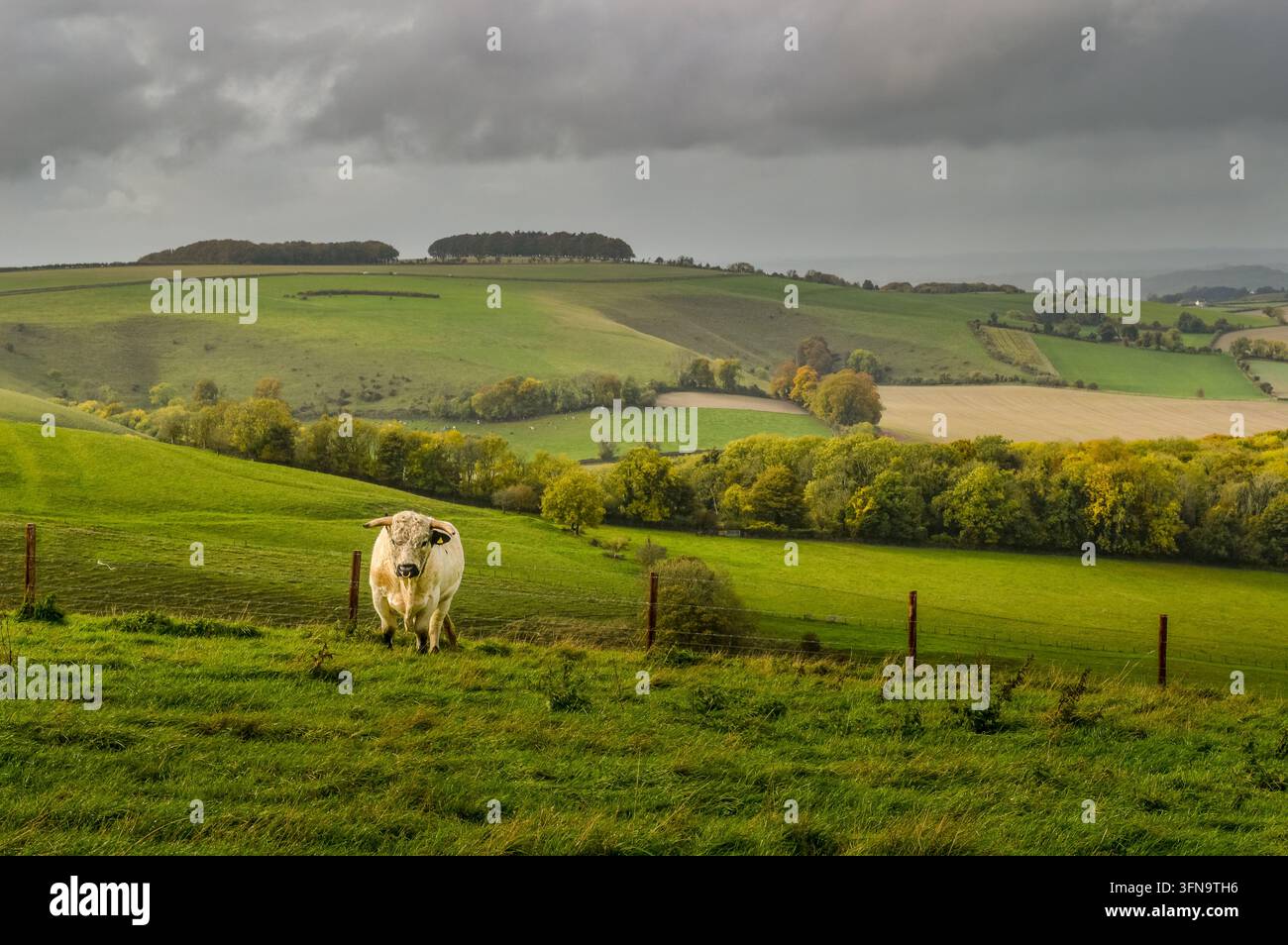 Ein einsamer Bulle auf Win Green - Cranborne Chase, Wiltshire Stockfoto