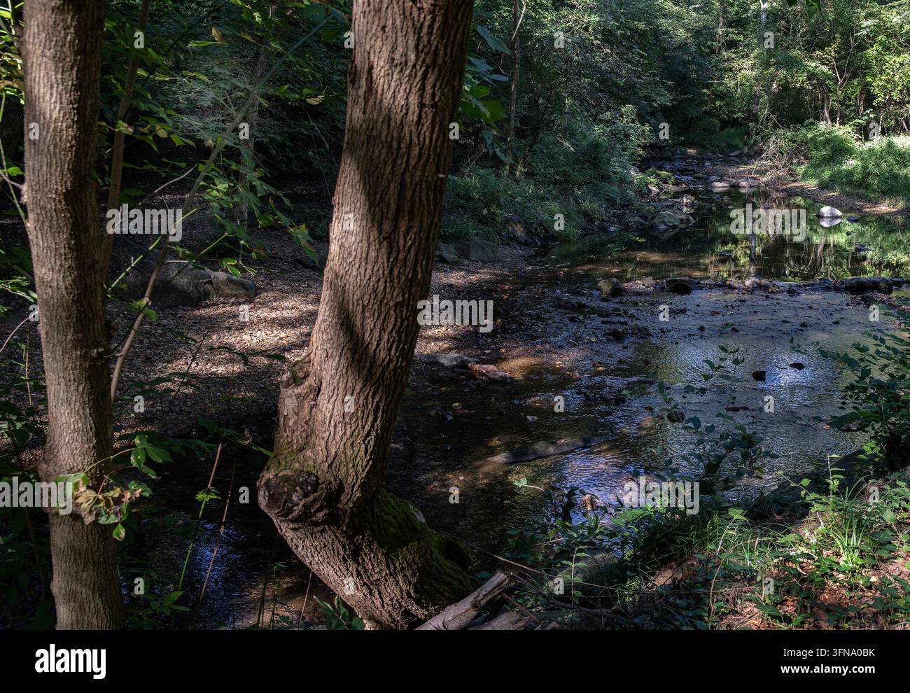 Ein schattiger Waldbach mit Baumstämmen im Vordergrund und gesprenkeltem Sonnenlicht auf dem flachen Wasser und den Ufern Stockfoto