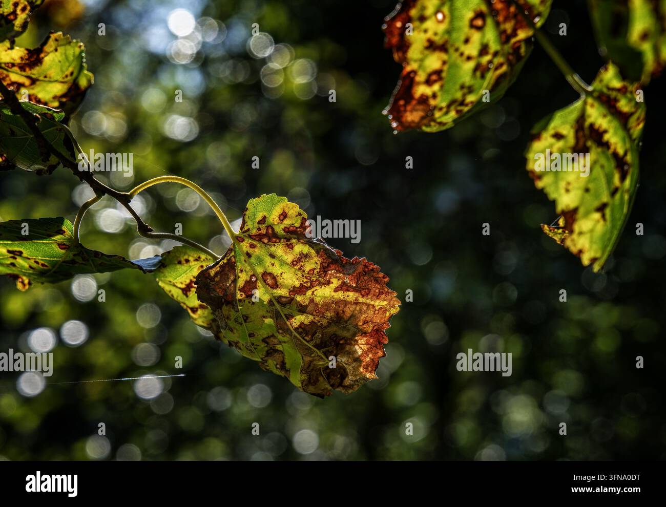 Ein grünes Blatt mit braunen, nekrotischen Läsionen und gelblichen Rändern, das Merkmale einer pilzlichen Blattfleckenkrankheit oder eines Welkes aufweist. Stockfoto