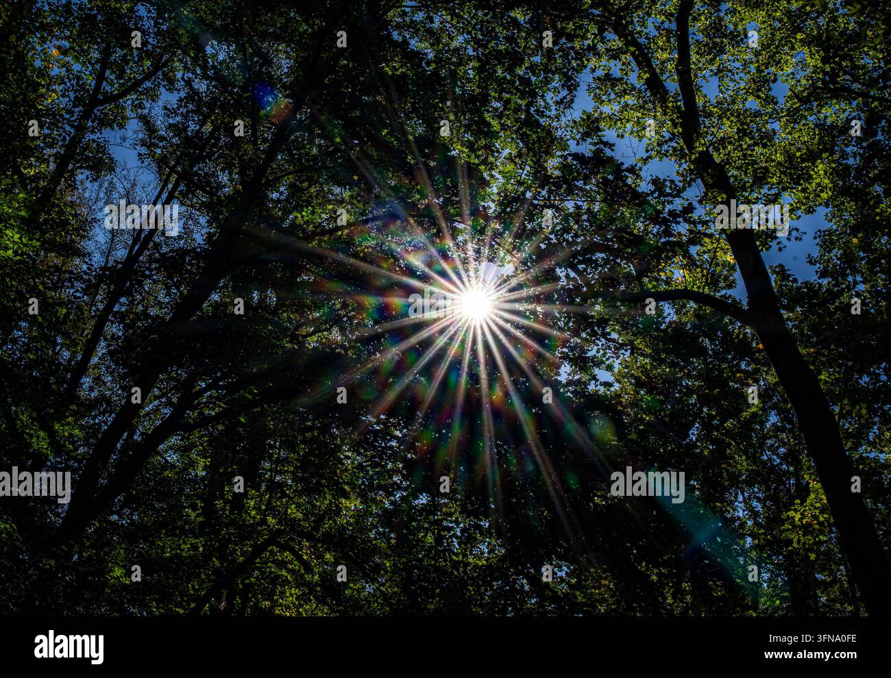 Eine helle Sonne erzeugt einen klaren Sternburst-Effekt, während ihr Licht durch das grüne Waldkronendach dringt. Stockfoto