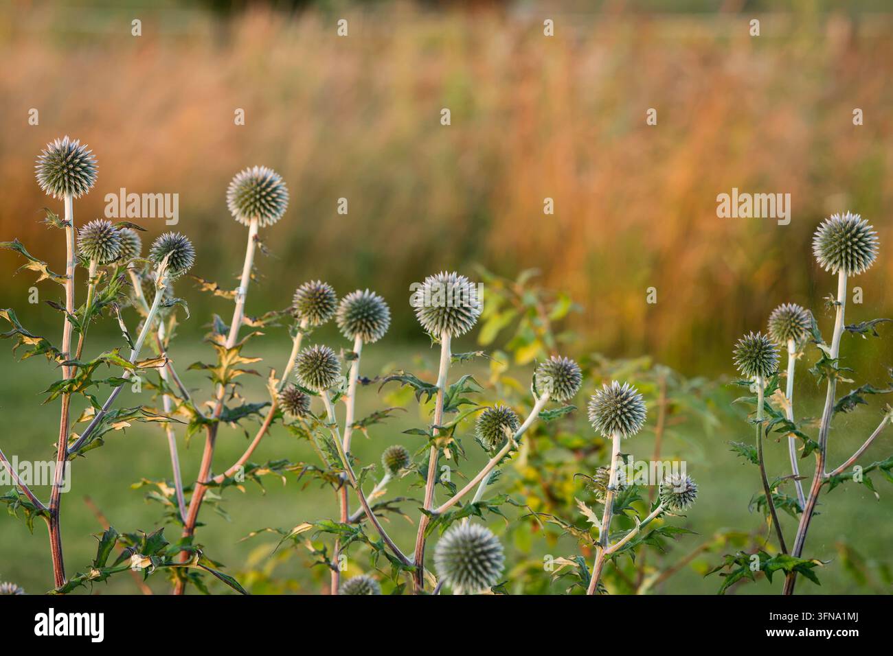 Echinops sphaerocephalus, Blassblütiger Kugel distel, eine auffällige Staude mit kugelförmigen silberweißen Blütenköpfen, stacheligem Laub und hohen verzweigten Stängeln. Stockfoto