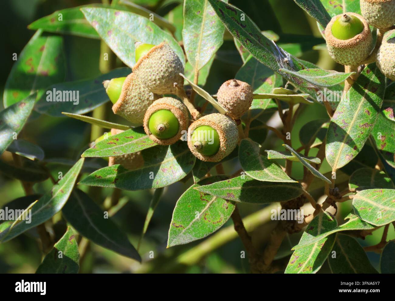 Eine Nahaufnahme von Eichenmisteln der Holm-Eiche, Quercus ilex. Stockfoto