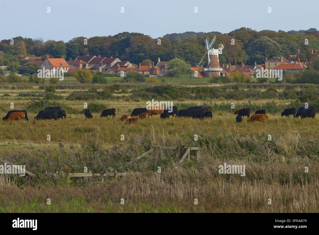Rinder, die auf den Küstenmarschen in der Nähe der Dörfer Blakeney und Cley-next-the Sea, North Norfolk, UK, grasen Stockfoto