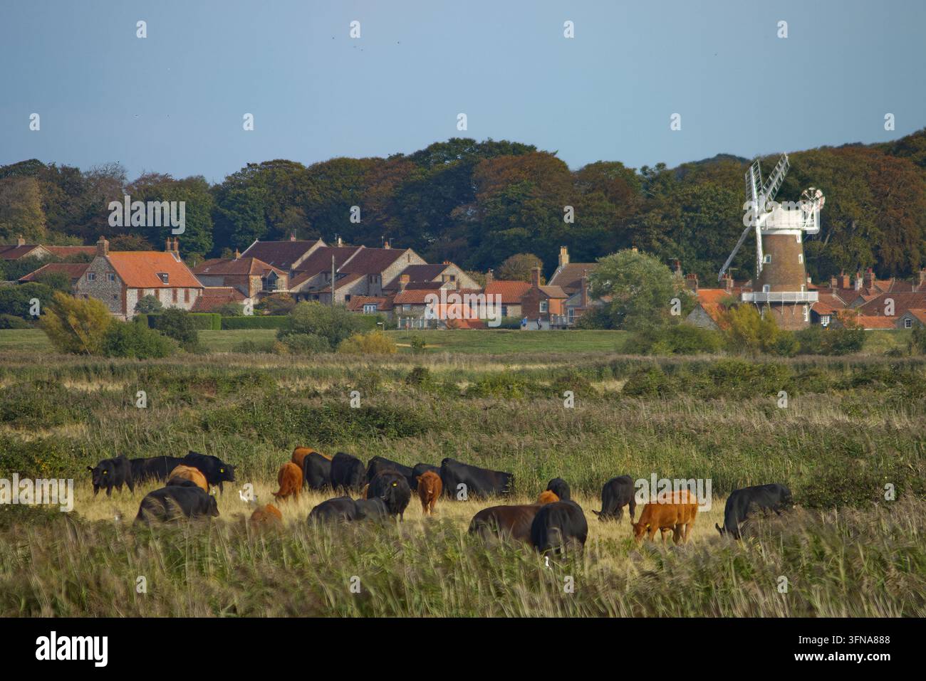 Rinder, die auf den Küstenmarschen in der Nähe der Dörfer Blakeney und Cley-next-the Sea, North Norfolk, UK, grasen Stockfoto