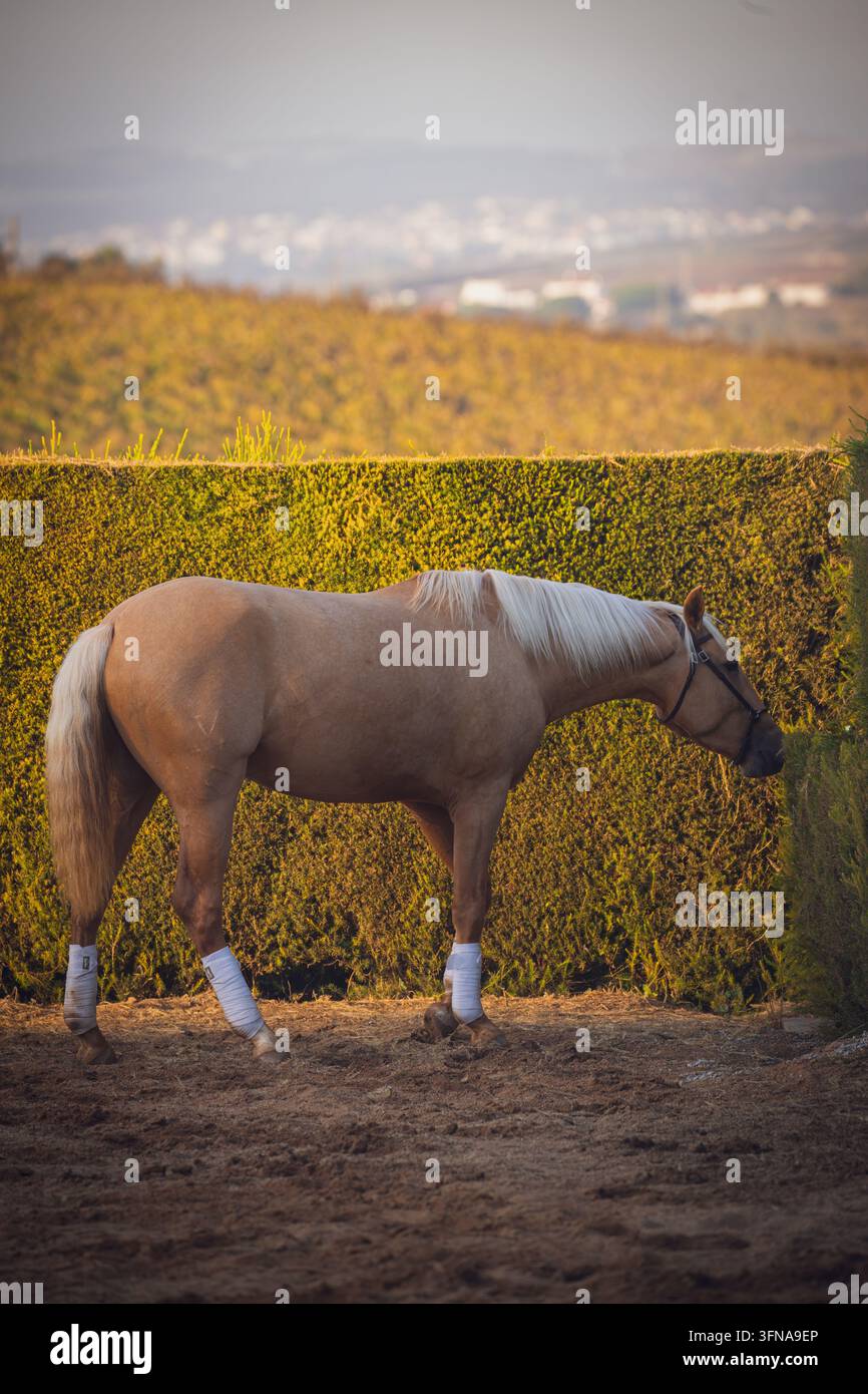 Ansicht eines Lusitano-Pferdes, das mit Beinschienen gegen eine Hecke in einem Feld in Portugal steht. Stockfoto