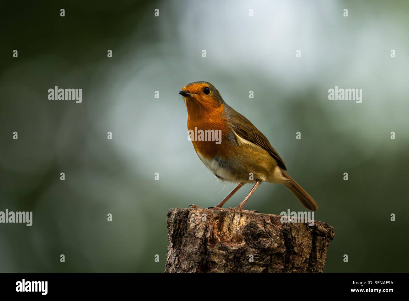Einziger Robin, der auf einem Baumstamm sitzt Stockfoto