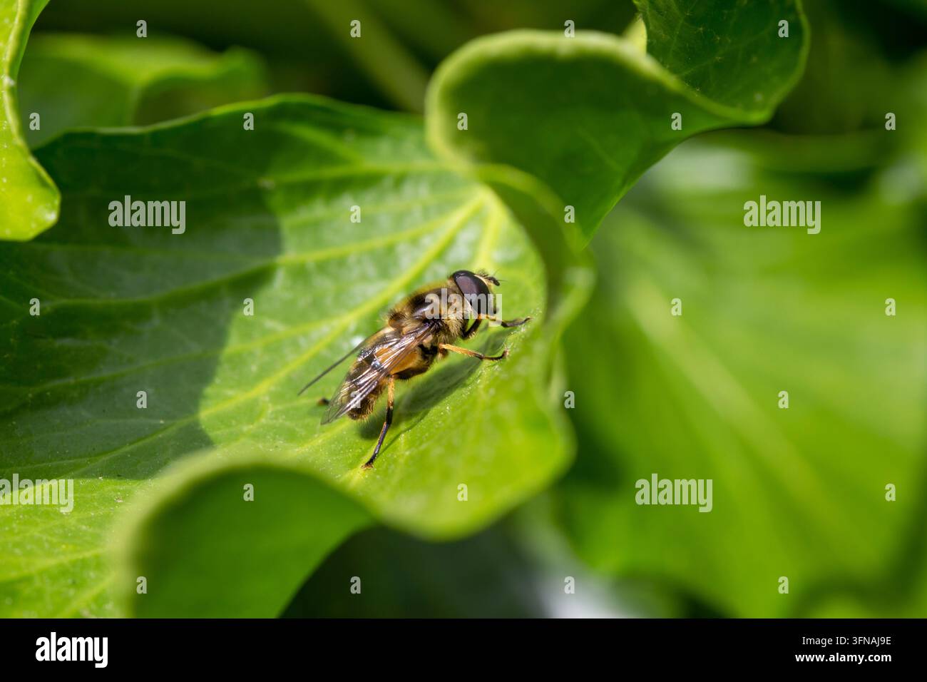 Drone Fliegen - Eristalis Tenax Stockfoto
