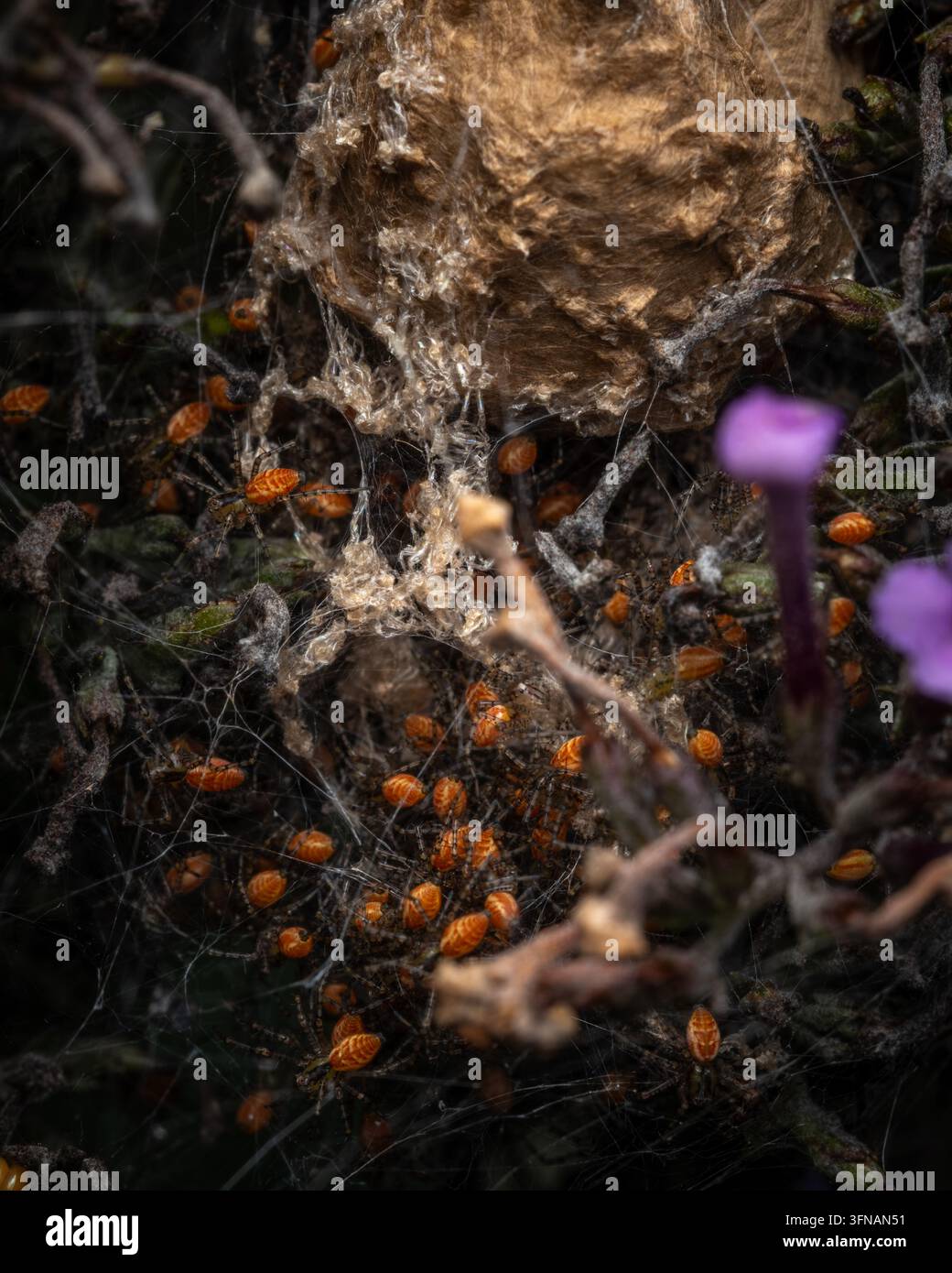 Dutzende von Grün-Lynx-Spinnenjungen (Peucetia viridans) unter der Eihülle. Raliegh, North Carolina. Stockfoto