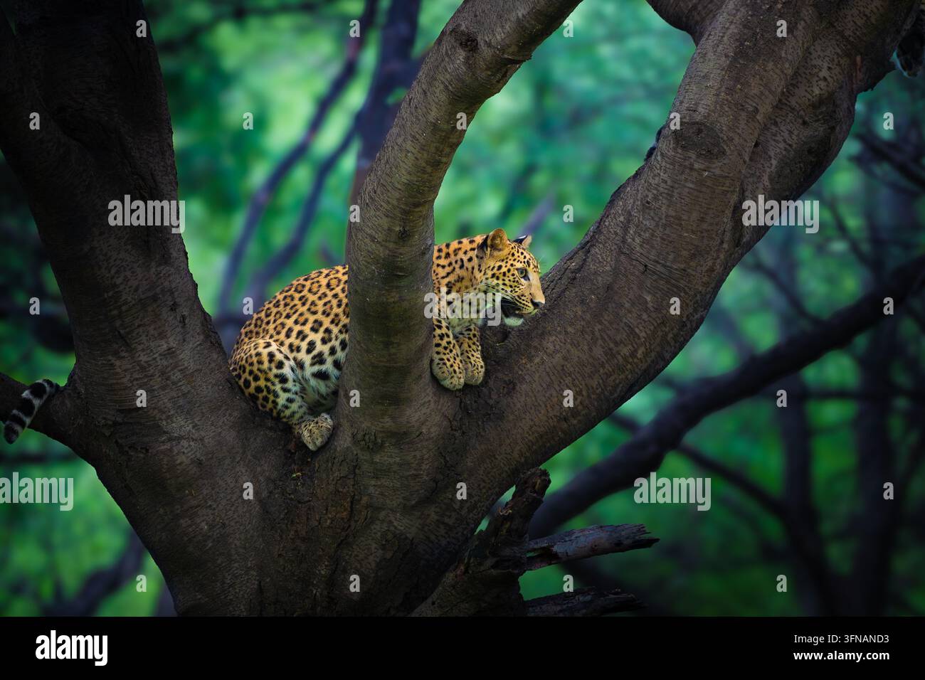 Indischer Leopard ruht auf einem massiven Ast im Jhalana-Leopard-Schutzgebiet, Rajasthan, Indien, und zeigt seine bemerkenswerte Kletterfähigkeit Stockfoto