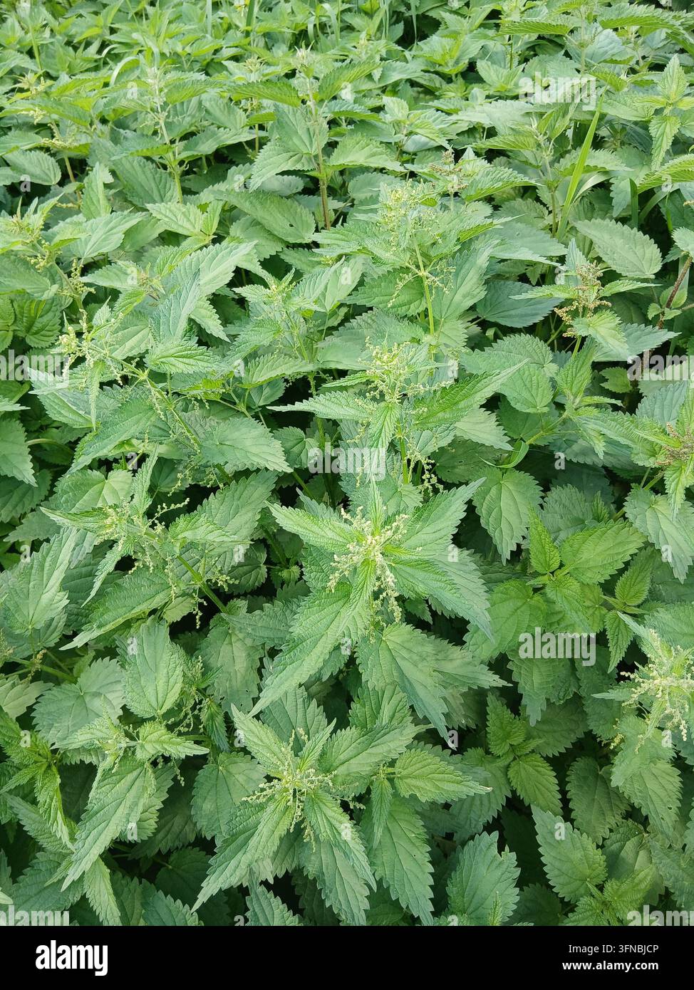 Eine detaillierte Makro-Oberansicht eines nahtlosen Musters aus frischen grünen Urtica-dioica-Brennnesselblättern im Freien im Sommer. - Smartphone-aufgenommenes Stockfoto