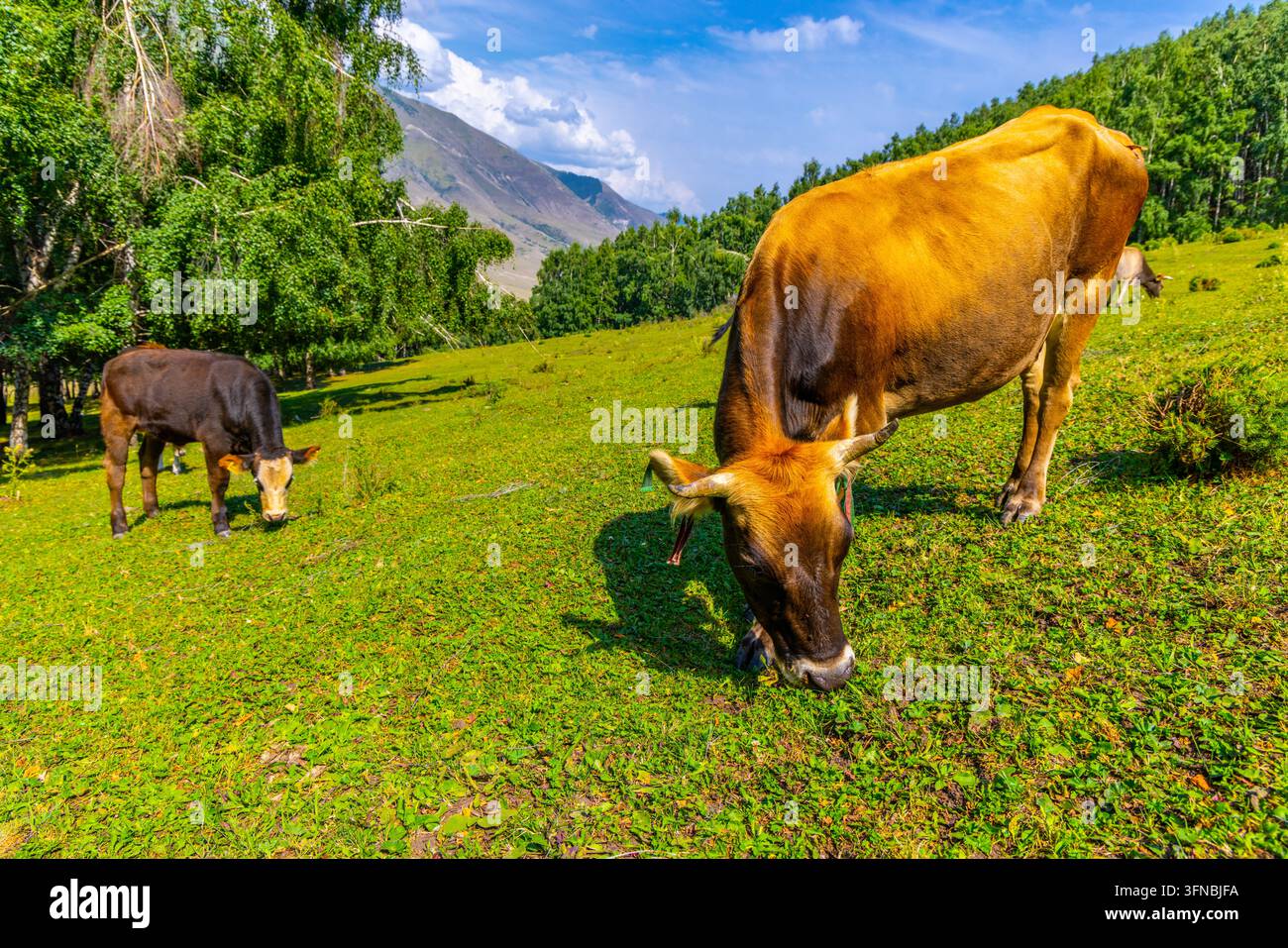 Braune Kuh und dunkelbraunes Kalb grasen auf einem lebendigen grünen Hügel. Die Szene zeigt einen dichten Wald und einen großen hellbraunen Berg unter einem klaren blauen Himmel mit weißen Wolken. Stockfoto
