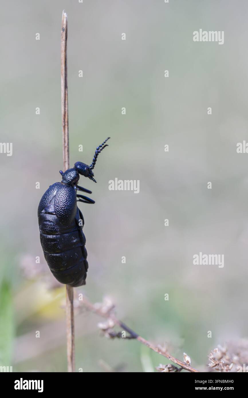 Ölkäfer (Meloe) mit einem glänzenden schwarzen Körper und kurzen Flügeldecken, der einen schlanken Pflanzenstängel gegen einen sanft verschwommenen Hintergrund erklimmt Stockfoto