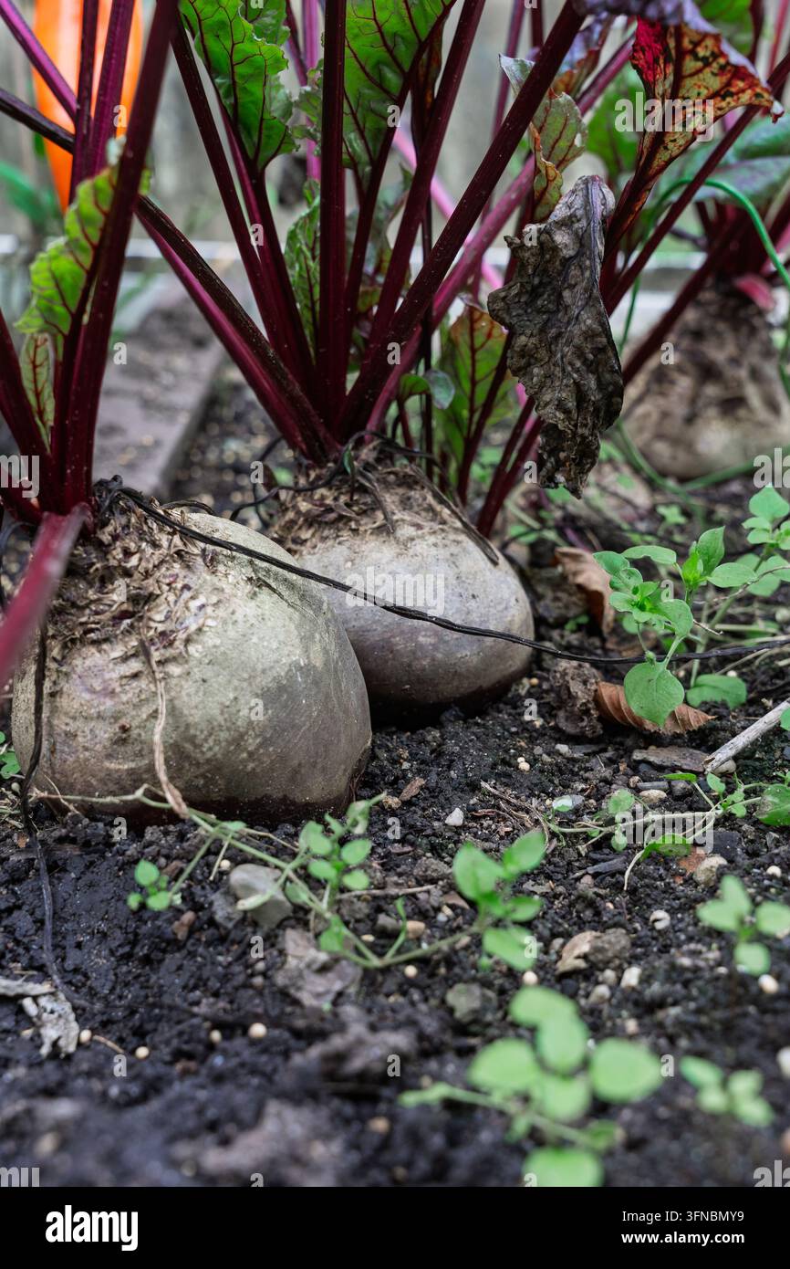 Rote-Bete-Pflanzen, die im Boden mit Blättern, Stängeln und organischer Gartenumgebung wachsen. Stockfoto