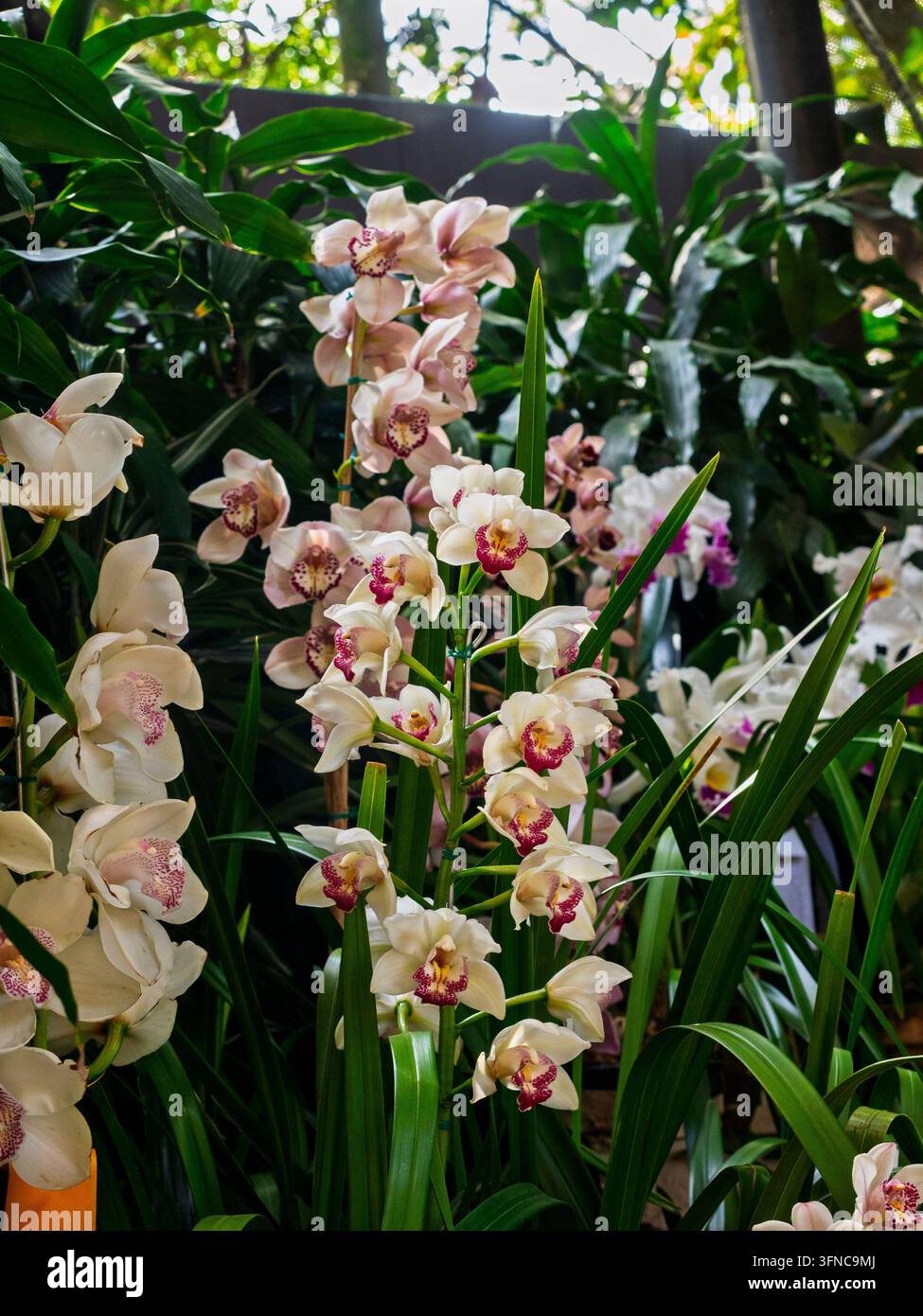 Eine Nahaufnahme einer eleganten weißen Cymbidium-Orchideenblüte in voller Blüte mit einem markanten gesprenkelten rosa und gelben Lippenblatt. Feria de las Flores. Stockfoto