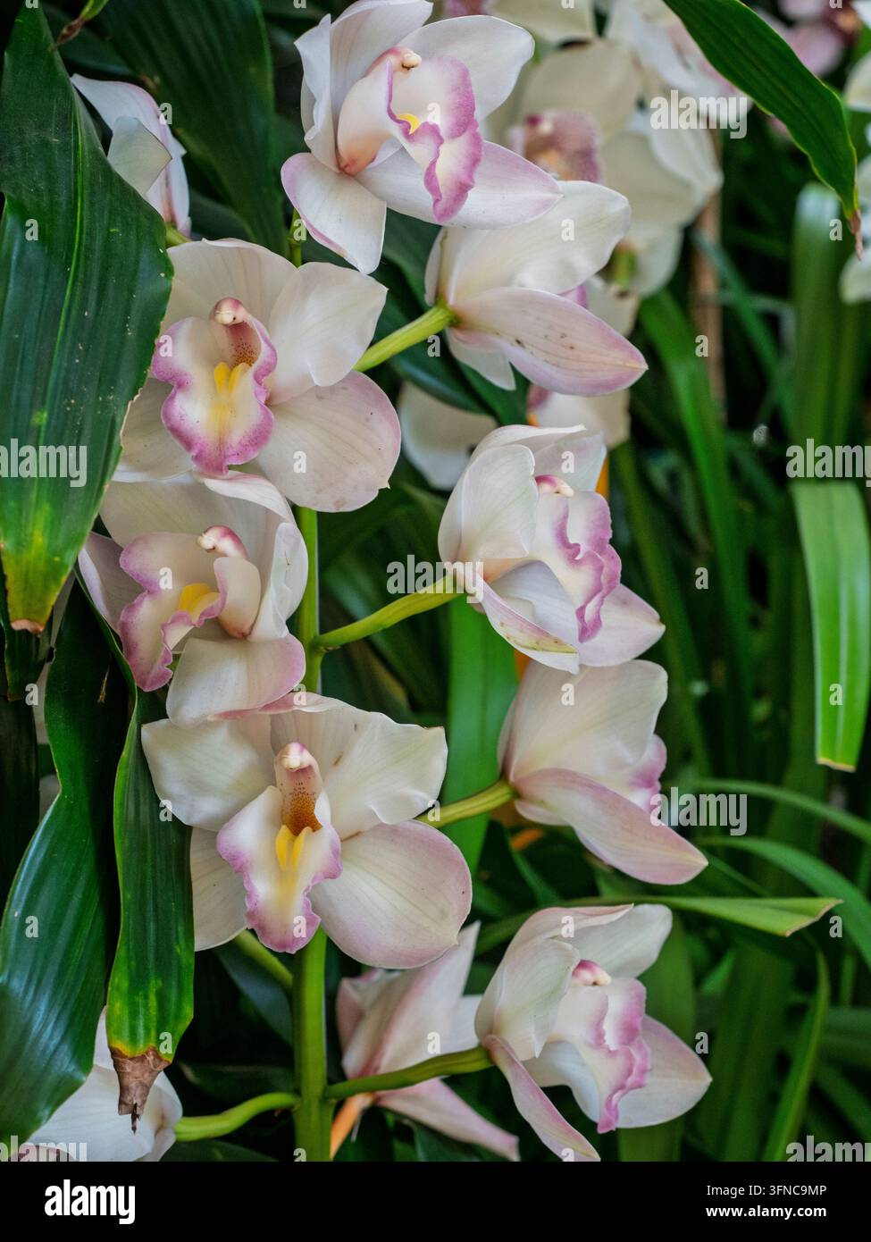 Eine Nahaufnahme einer eleganten weißen Cymbidium-Orchideenblüte in voller Blüte mit einem markanten gesprenkelten rosa und gelben Lippenblatt. Feria de las Flores. Stockfoto