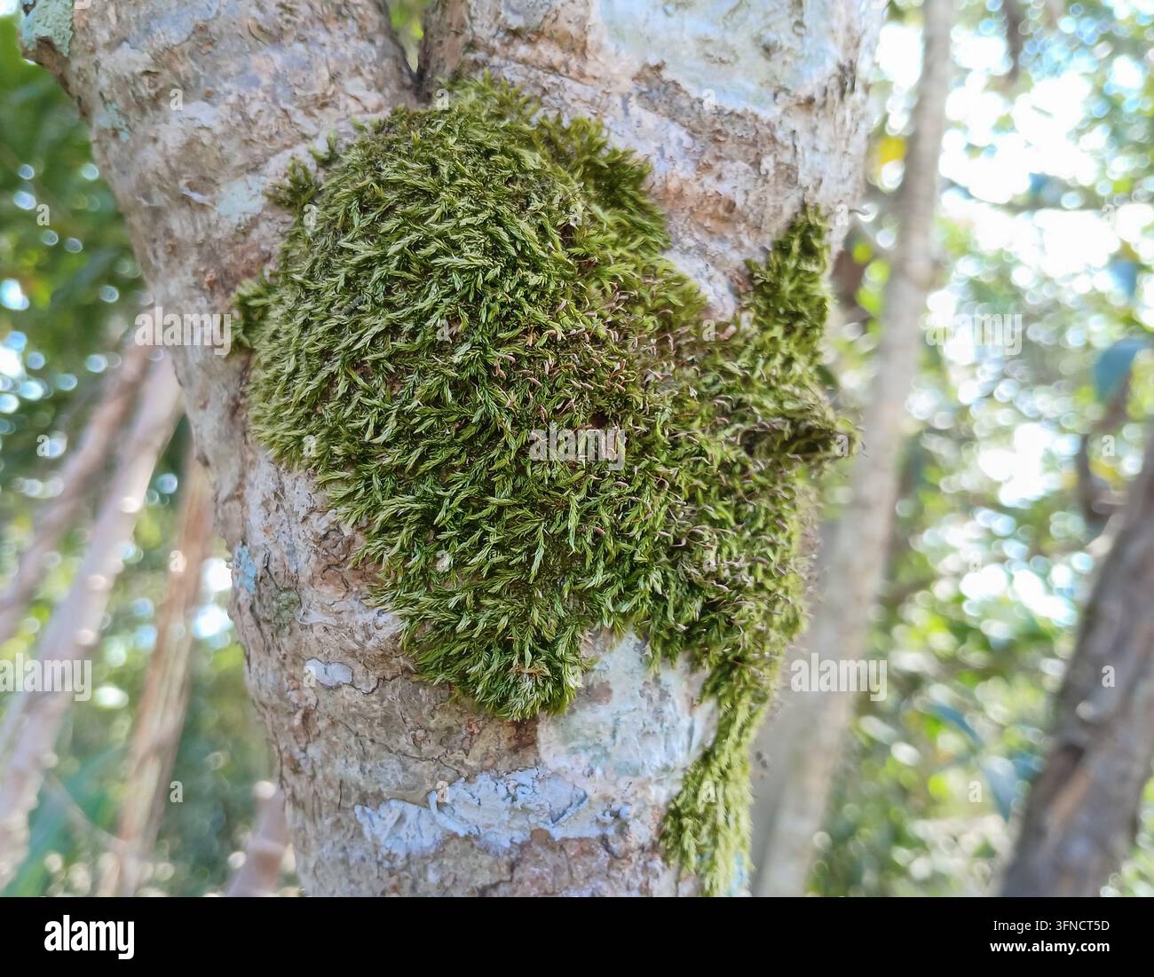 Nahaufnahme von leuchtend grünem Moos, das auf der Rinde eines alten Baumstamms im Wald wächst. Üppige Moosstruktur auf dem Baum mit verschwommenem natürlichem Hintergrund, Symbol für Natur, Feuchtigkeit, Ökologie und tropisches Waldökosystem. - Smartphone-aufgenommenes Stockfoto