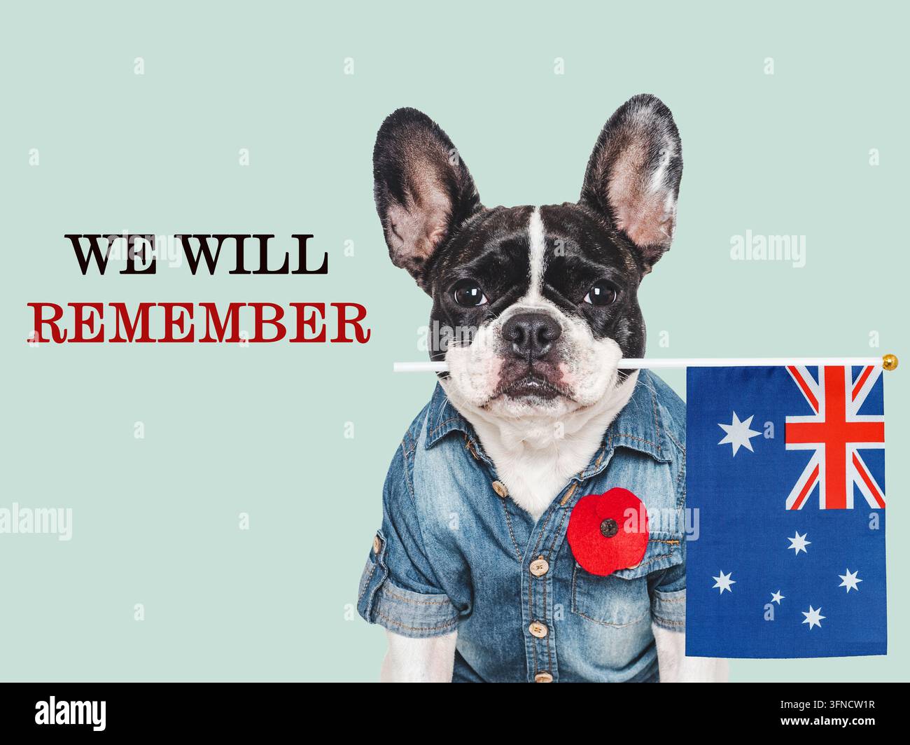Süßer Hund mit einer roten Mohnblumen-Nadel hält eine australische Flagge. Gedenkminute für gefallene australische Soldaten am Gedenktag. Symbolisiert Nationalstolz. Ideal für Aus Stockfoto