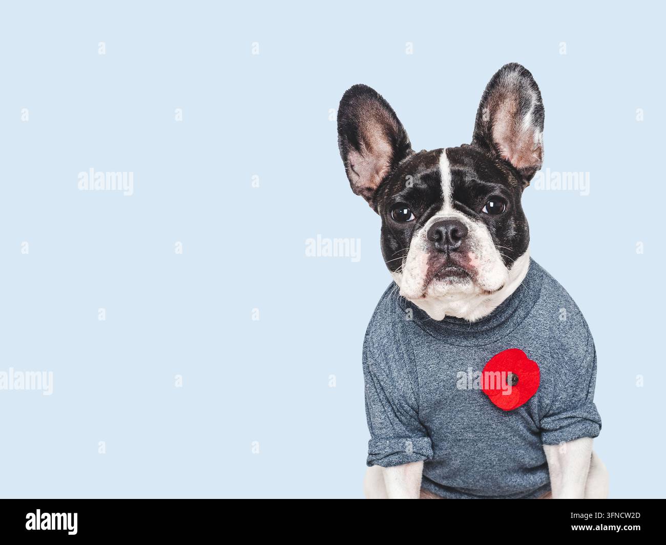Süßer französischer Bulldogge mit einem Pullover und einer roten Mohnblumen-Nadel, vor einem isolierten Hintergrund. Gedenk Tribut an gefallene Soldaten. Symbolisiert Stockfoto