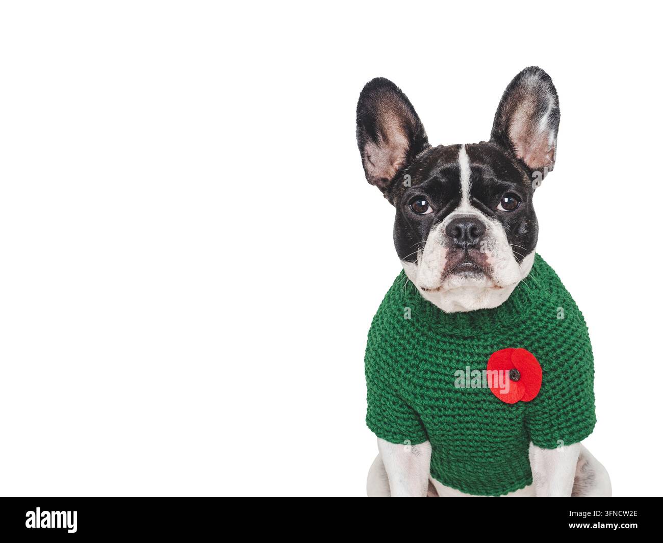 Süßer französischer Bulldogge mit einem Pullover und einer roten Mohnblumen-Nadel, vor einem isolierten Hintergrund. Gedenk Tribut an gefallene Soldaten. Symbolisiert Stockfoto