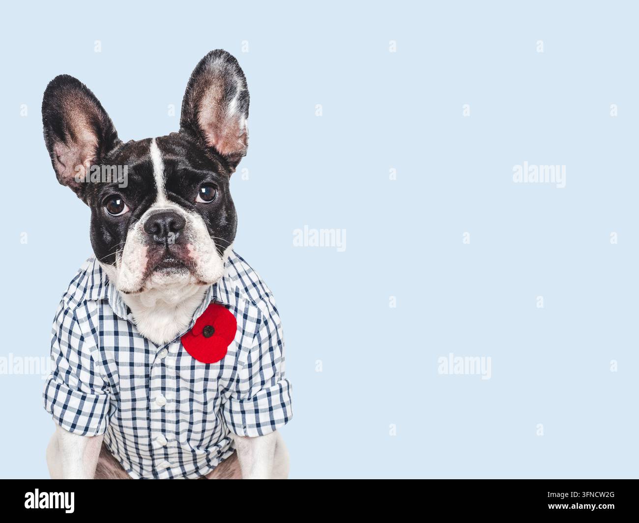 Charmante französische Bulldogge trägt ein kariertes Hemd mit einer roten Mohnblumenbrosche auf einem isolierten Hintergrund. Gedenktribut für gefallene Soldaten. Symboliz Stockfoto
