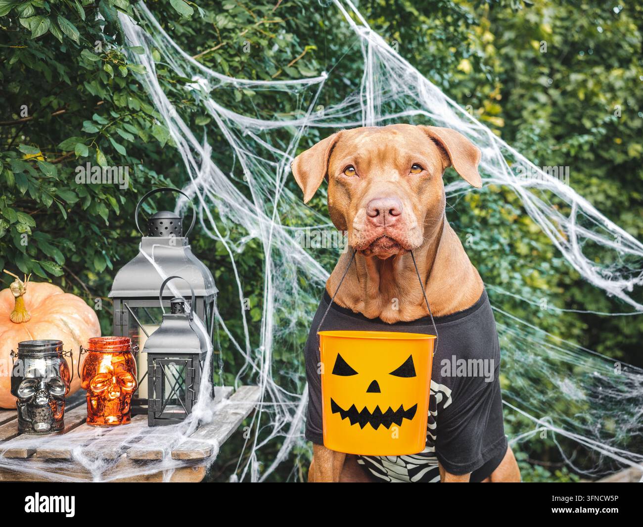 Süßer Hund in einem festlichen Kostüm sitzt mit Halloween-Dekorationen. Schwarze Laternen, Schädelkerzen, Spinnweben und Kürbis. Symbolisiert Halloween-Spaß. Ideal Stockfoto