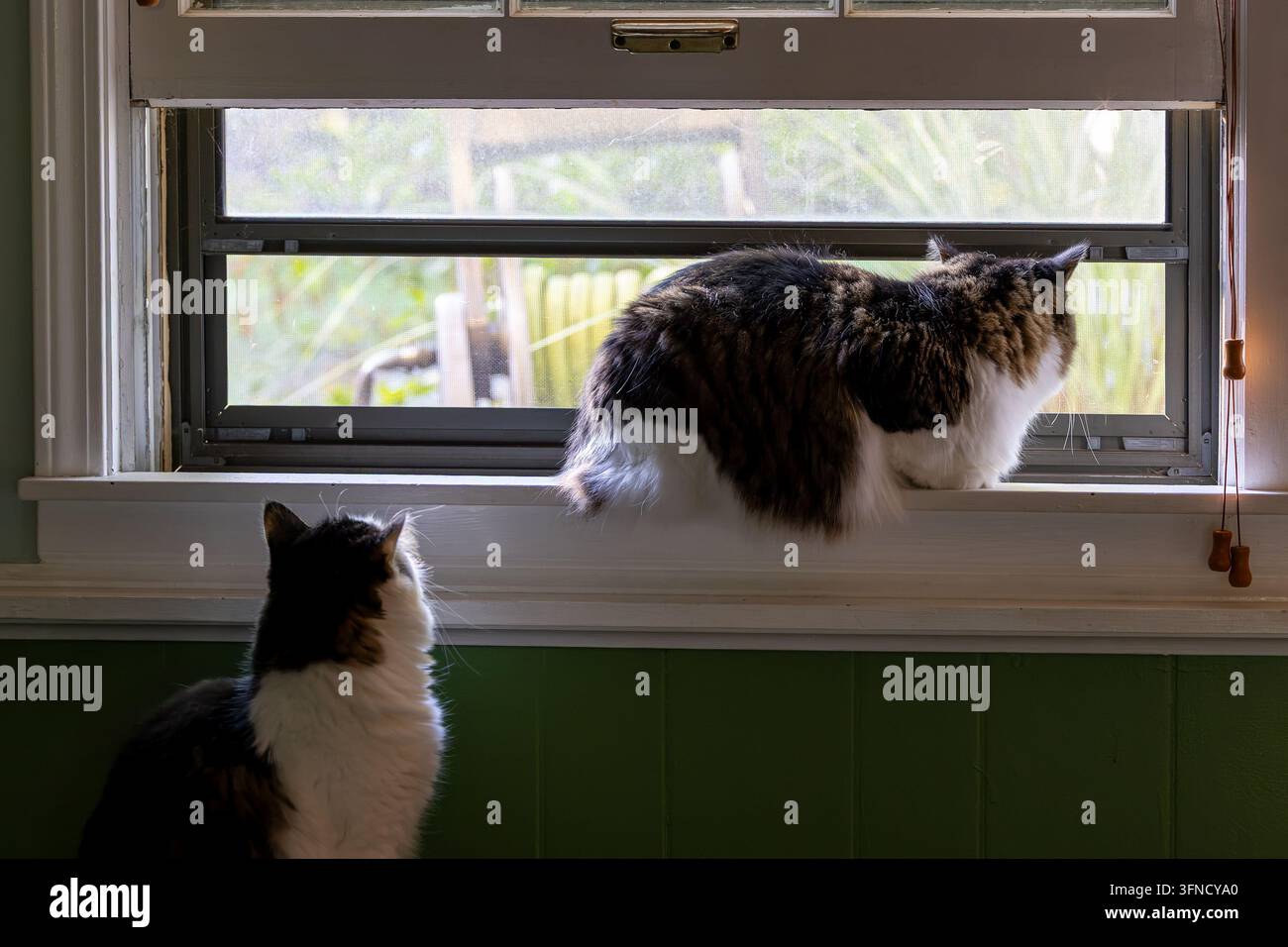 Zwei Hauskatzen beobachten durch ein sonnenbeschienenes Fenster von innen aus einem Haus, wobei eine Katze auf der Fensterbank sitzt und eine andere von unten hinaufschaut. Stockfoto