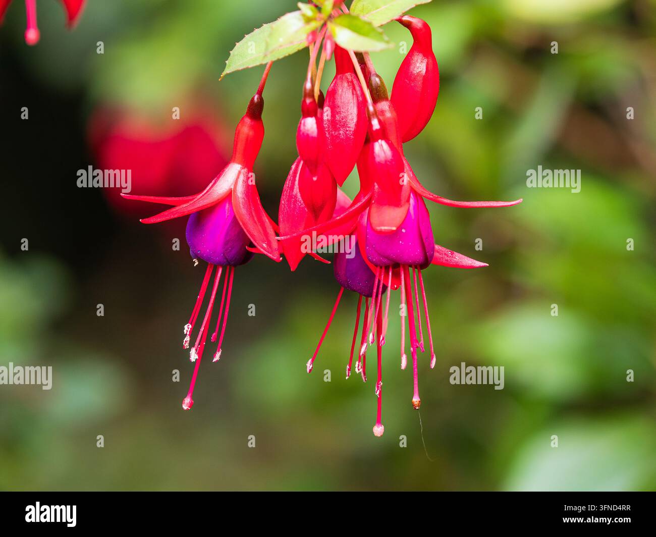 Lila Blütenblätter und rote Kelchblätter des langblühenden Strauchs Fuchsia 'Mrs Popple', robusteste der großblütigen Sorten Stockfoto