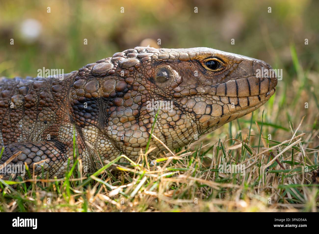 Paraguay-Kaiman-Echse - Dracaena paraguayensis, schöne große Echse, heimisch an Flüssen Südamerikas, Pantanal, Brasilien. Stockfoto