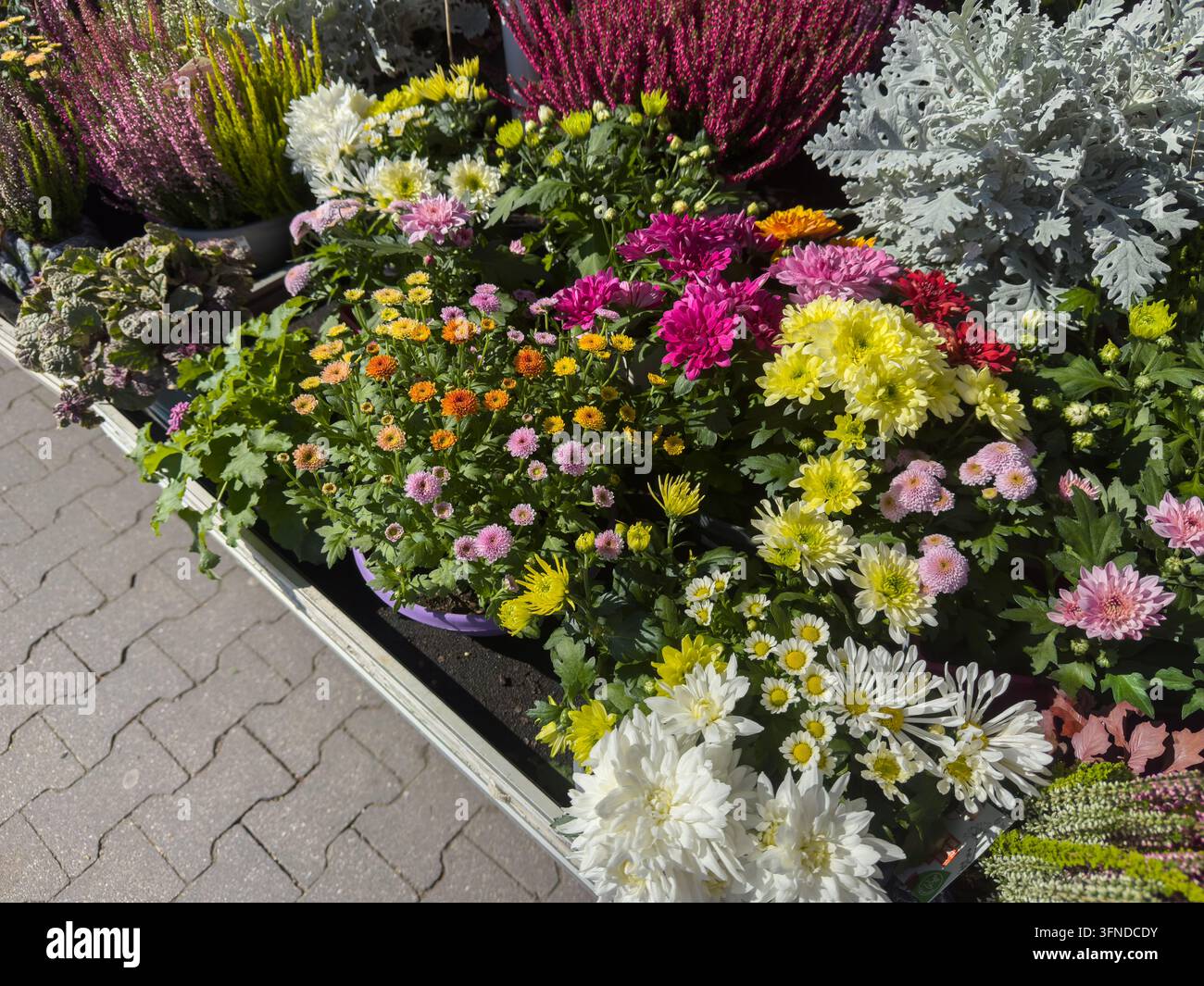 Ein farbenfroher Herbstblumenstand auf einem lokalen Markt, der saisonale Blumen, Pflanzen und dekorative Arrangements ausstellt. Die lebendige Auswahl an Blüten an Stockfoto
