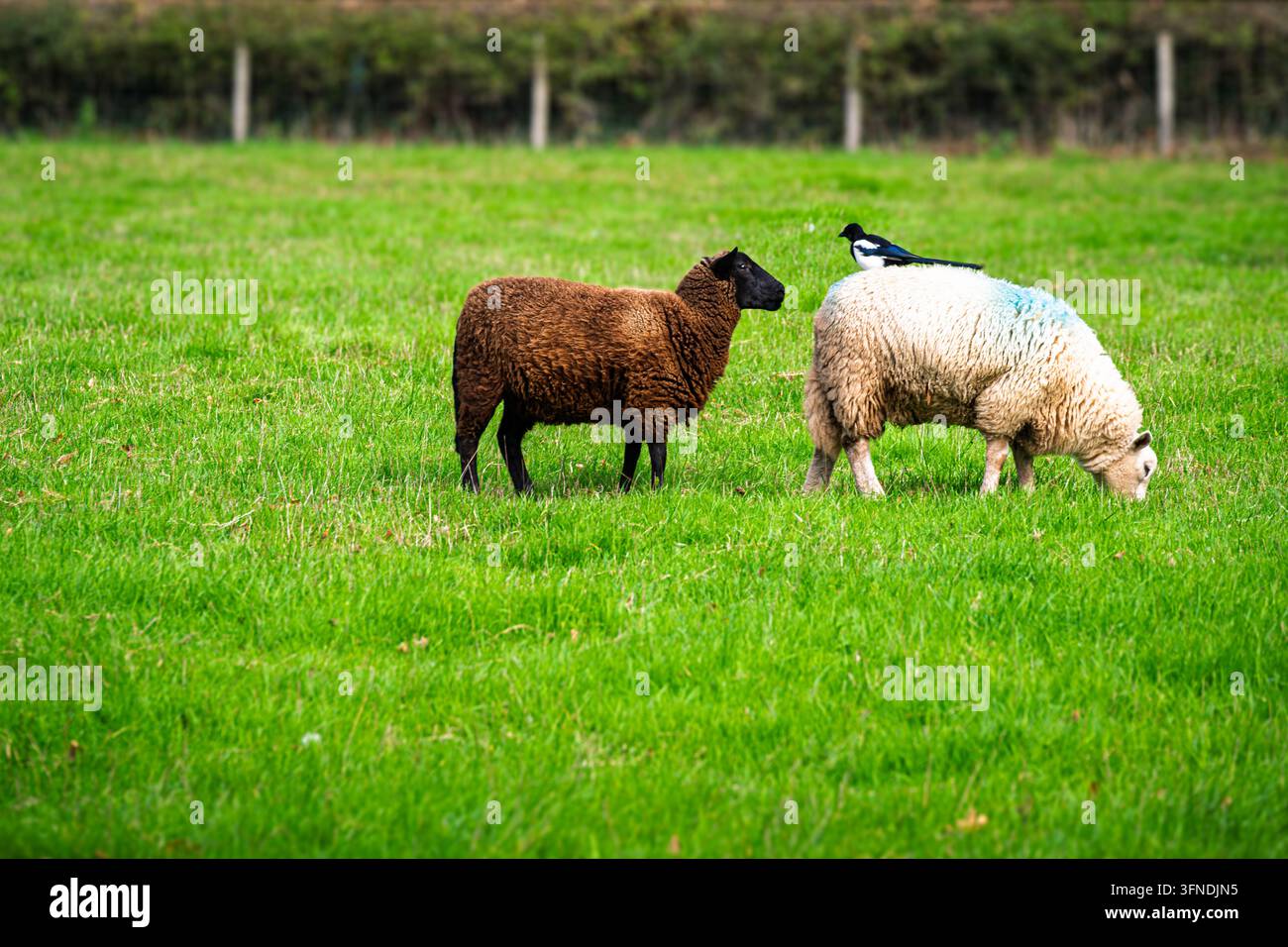 Zwei Schafe stehen auf einer grünen Weide, während eine Elster auf dem Rücken des weißen Schafs sitzt. Stockfoto