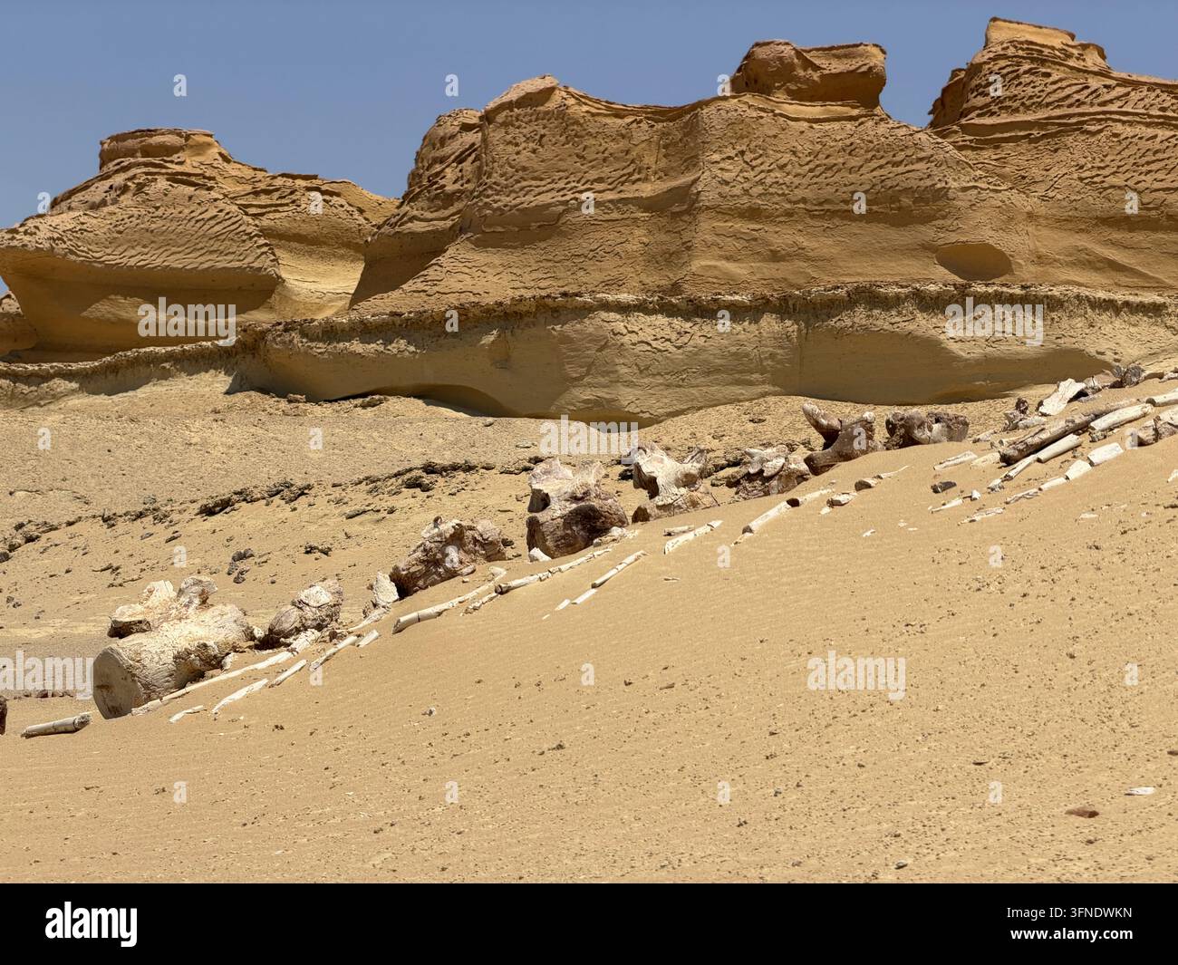 Fossile Walfurchen, die aus Wüstensand auftauchen, fotografiert im Wadi Al-Hitan, oder Walfurtal, im Gouvernement Fayoum, Ägypten. - Smartphone-aufgenommenes Stockfoto