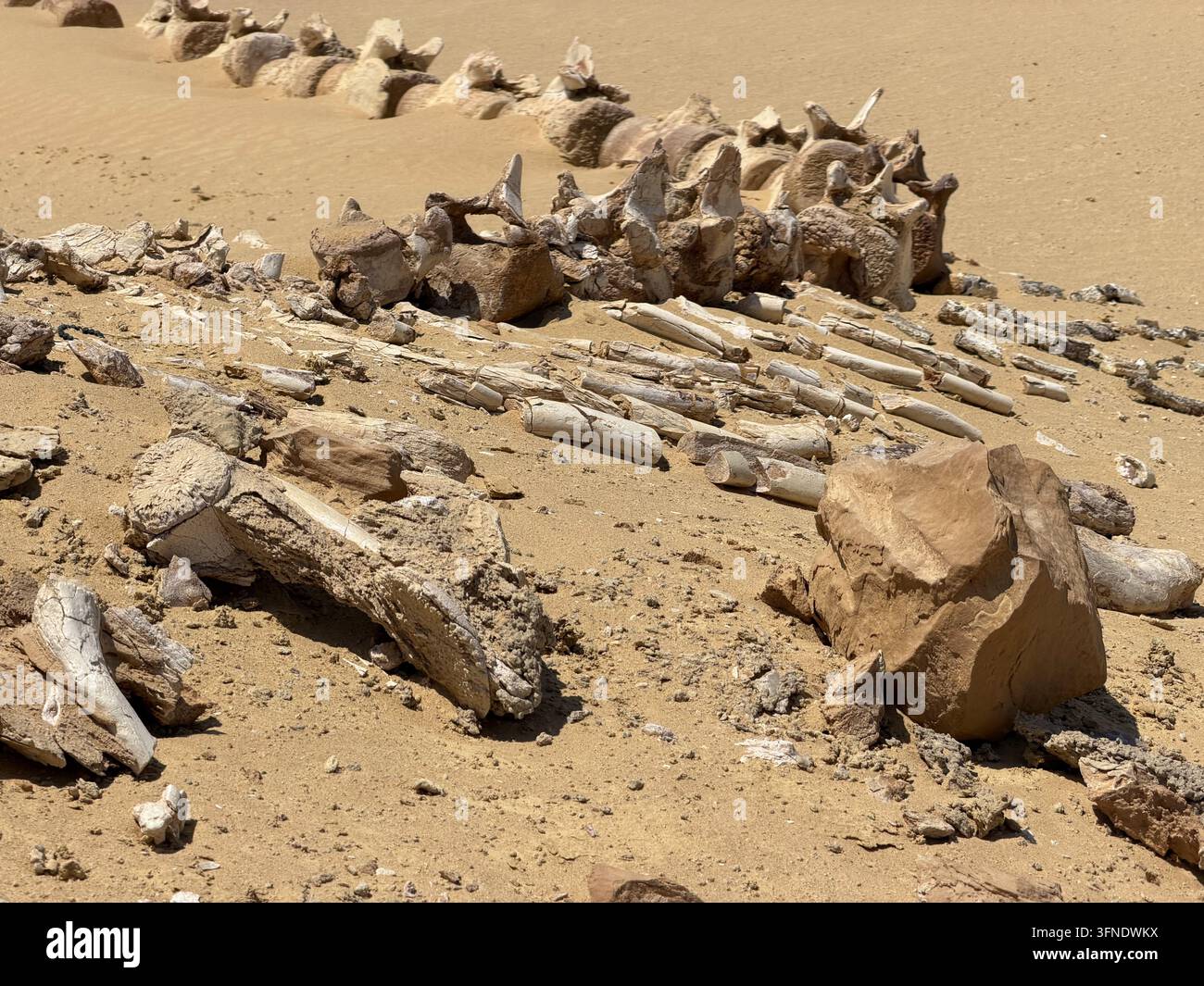 Nahaufnahme eines uralten Wal-Skeletts, fotografiert im Wadi Al-Hitan, oder Walthal, im Gouvernement Fayoum, Ägypten. - Smartphone-aufgenommenes Stockfoto