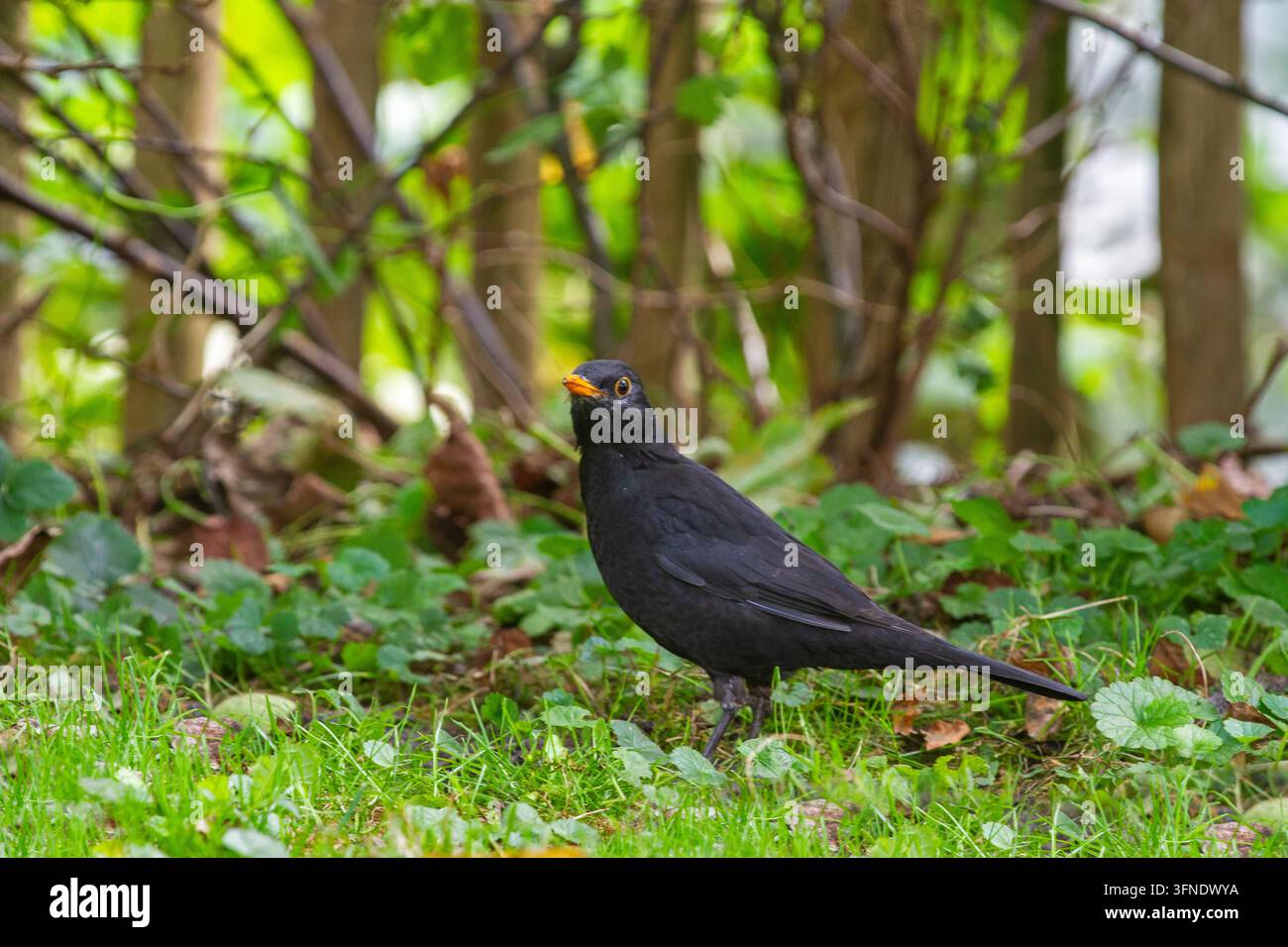 Alerter männlicher Rabenstar im Gras Stockfoto